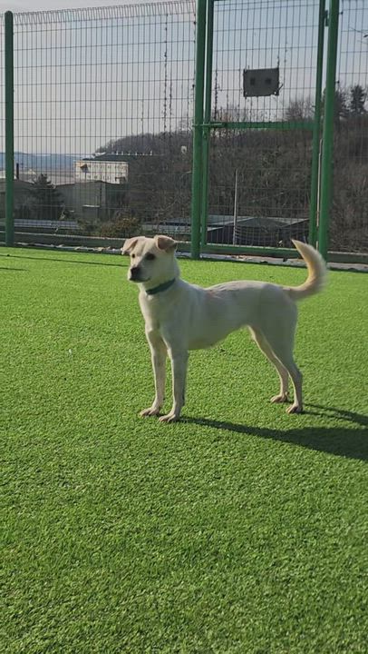 Enlarge Dalsoon-Sweetest,Loving Girl. 26 lbs., a ADOPTABLE mixed breed in Elma, WA video 2/3