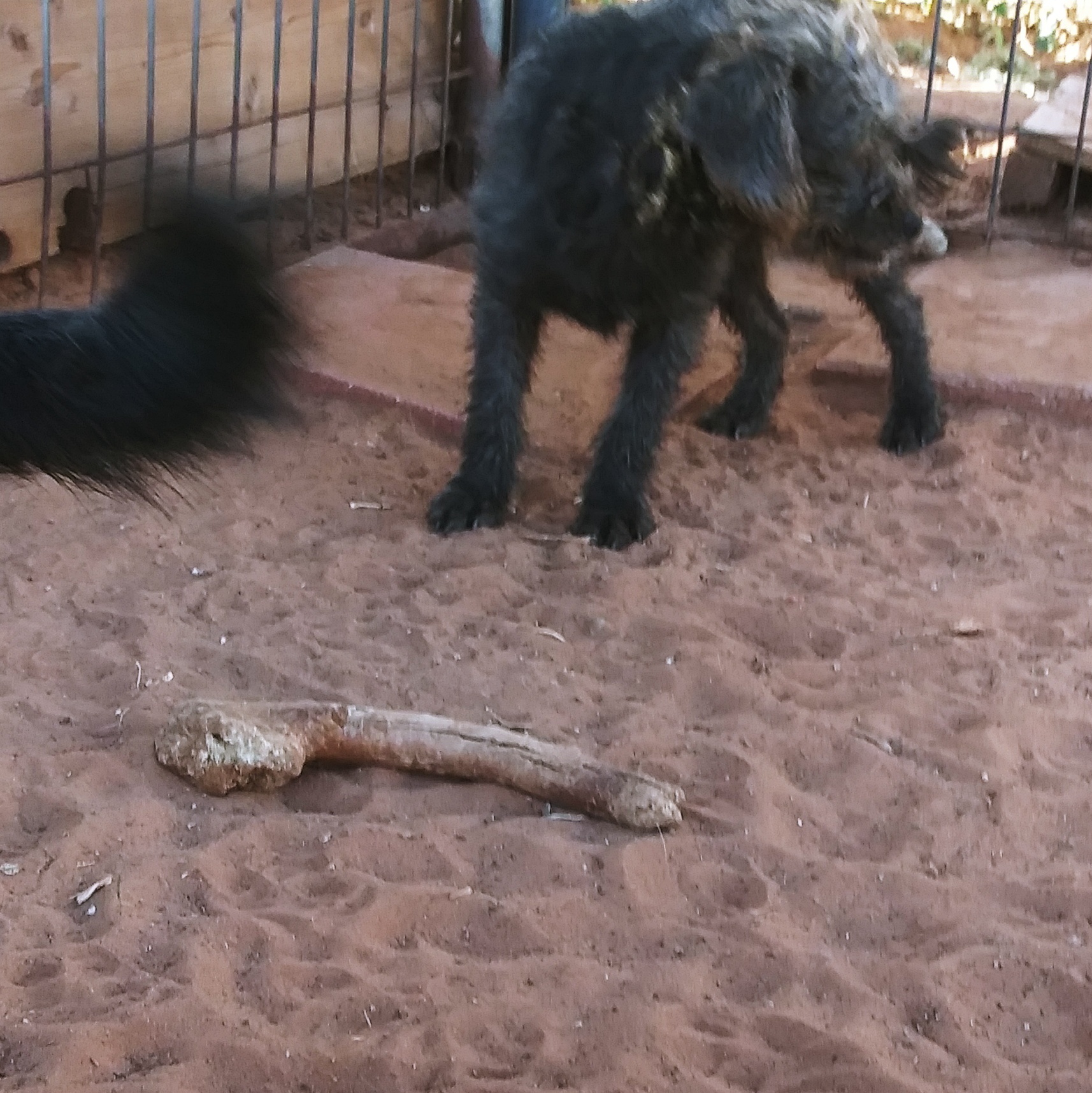 Kookie, Adopted, Young Female Miniature Schnauzer & Miniature Poodle.