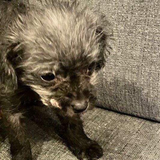 Enlarge Kookie, a Adopted mixed breed in Anton, TX image 3/3