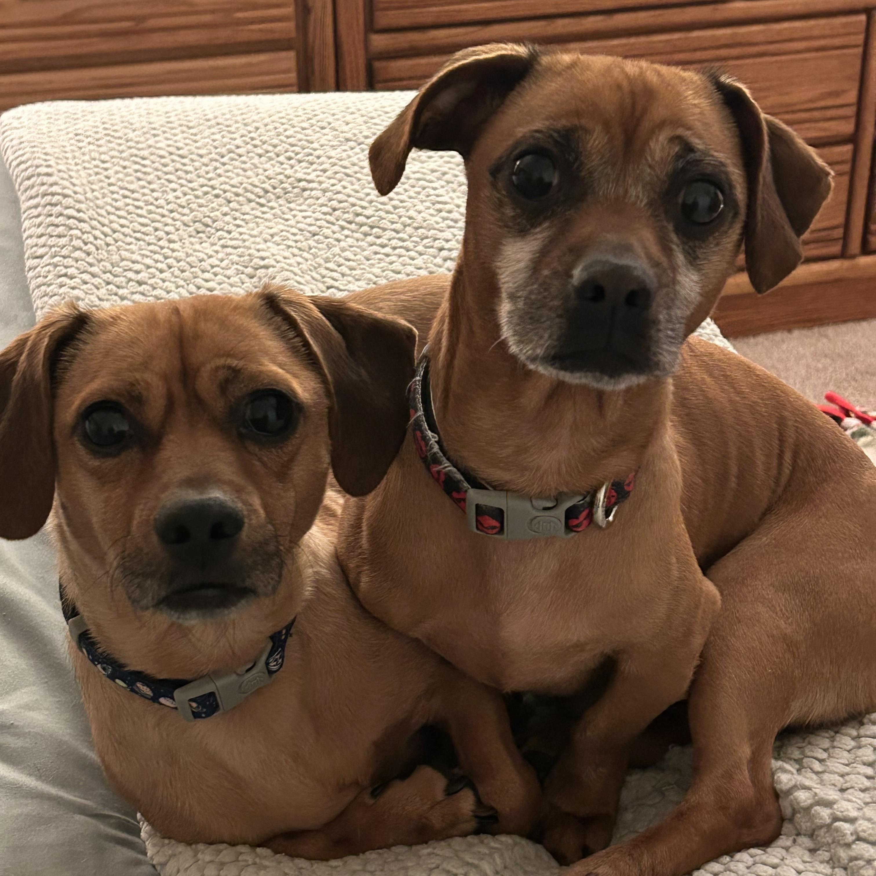 Enlarge Wally & Woody, an adopted mixed breed in Portland, OR image 1/3
