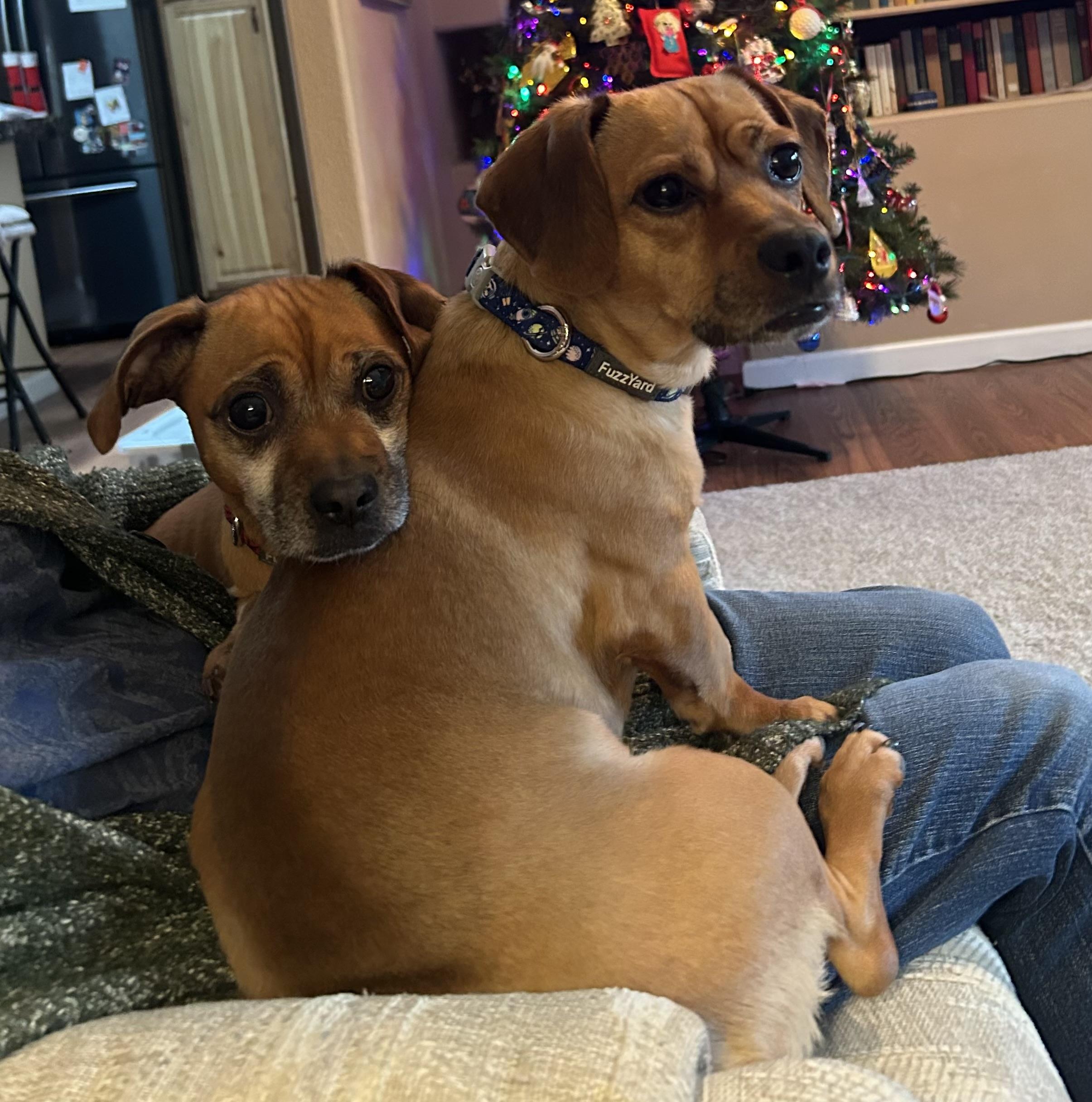 Enlarge Wally & Woody, an adopted mixed breed in Portland, OR image 2/3