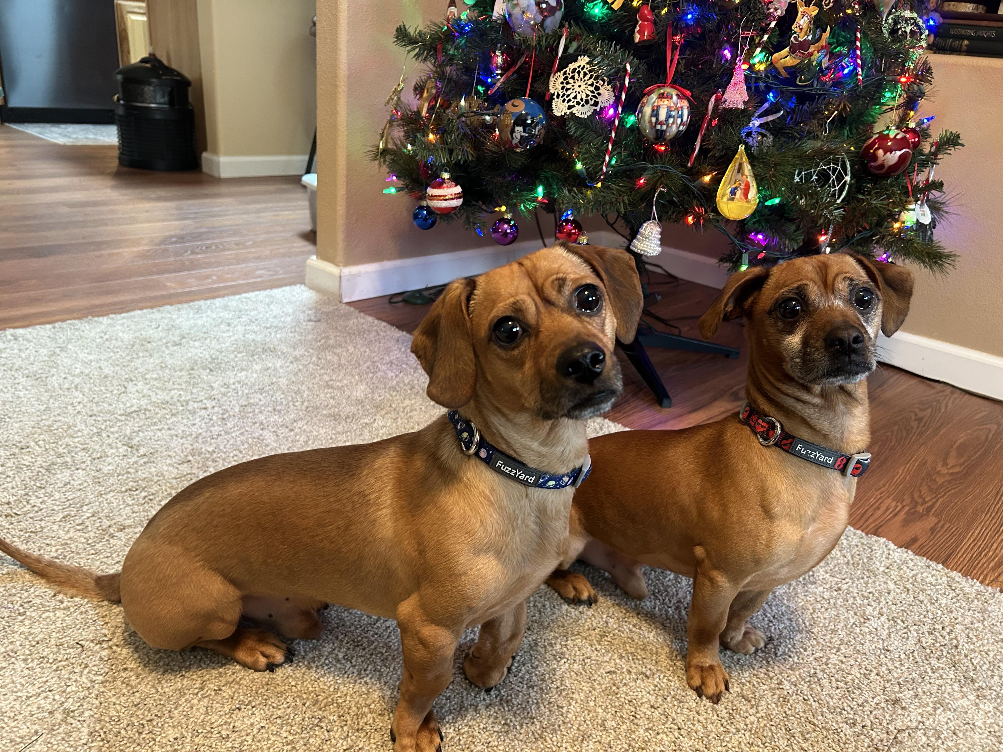 Enlarge Wally & Woody, an adopted mixed breed in Portland, OR image 3/3