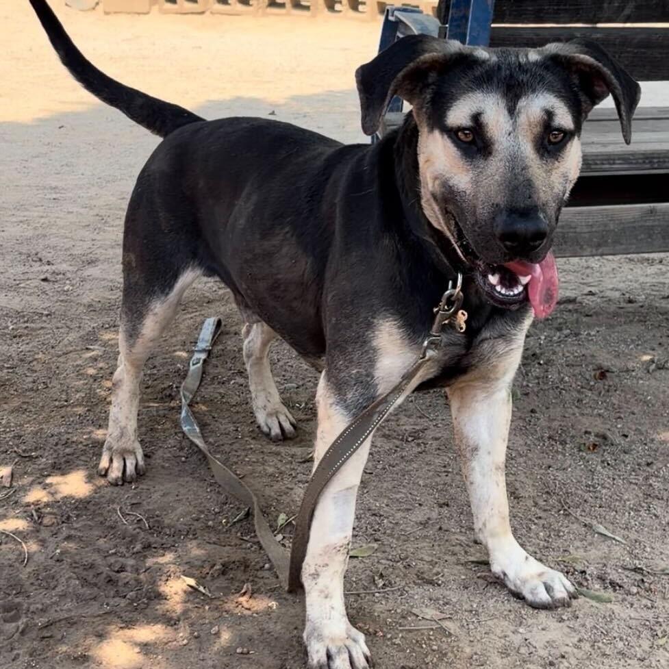Baxter, Adoptable, Adult Male Shepherd & Mixed Breed.