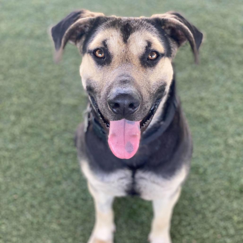 Enlarge Baxter, a Adoptable mixed breed in Riverside, CA image 2/4