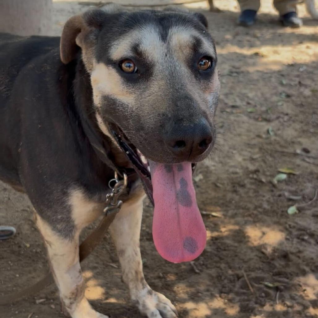 Enlarge Baxter, a Adoptable mixed breed in Riverside, CA image 3/4