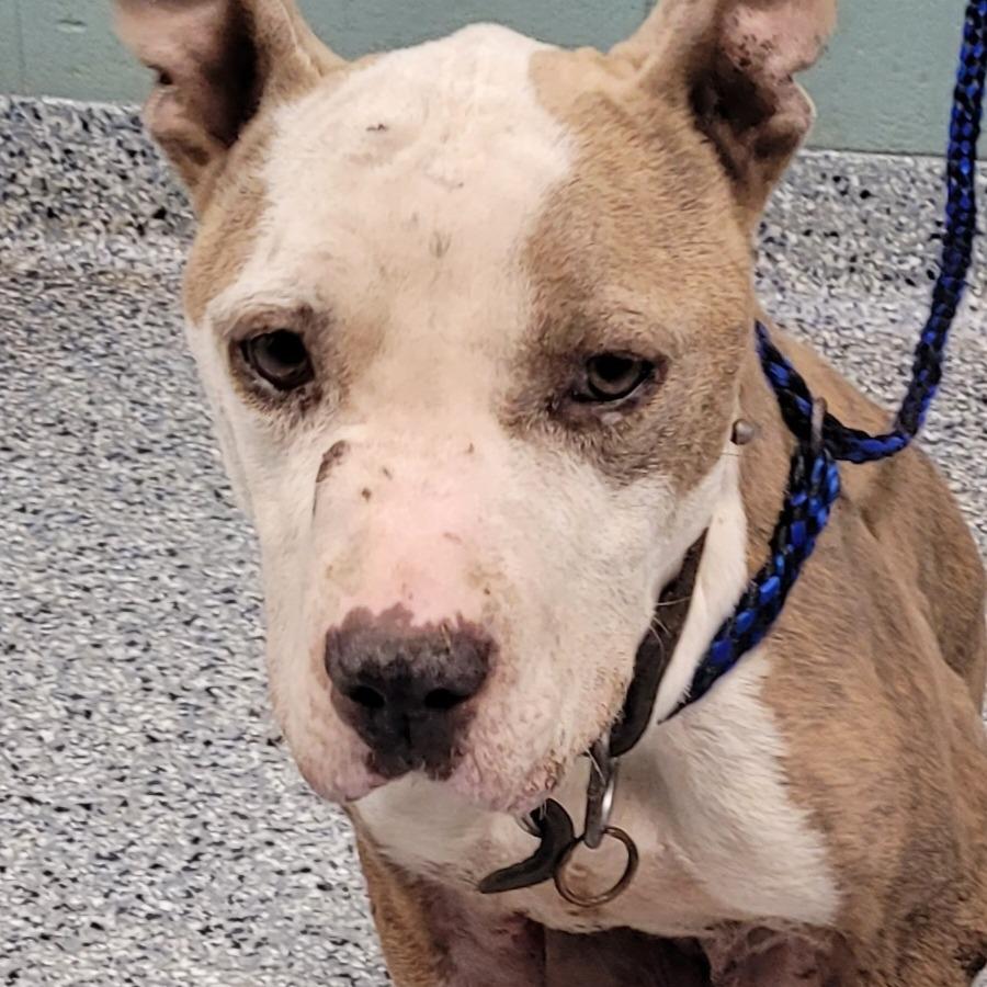 Enlarge Kamilla, a Adoptable American Staffordshire Terrier in Greenville, SC image 1/6