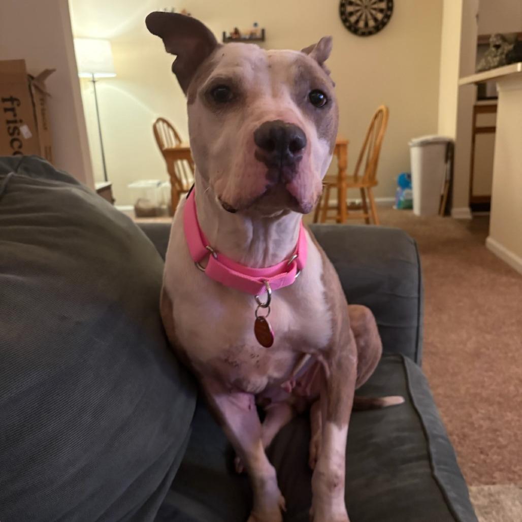 Enlarge Kamilla, a Adoptable American Staffordshire Terrier in Greenville, SC image 2/6