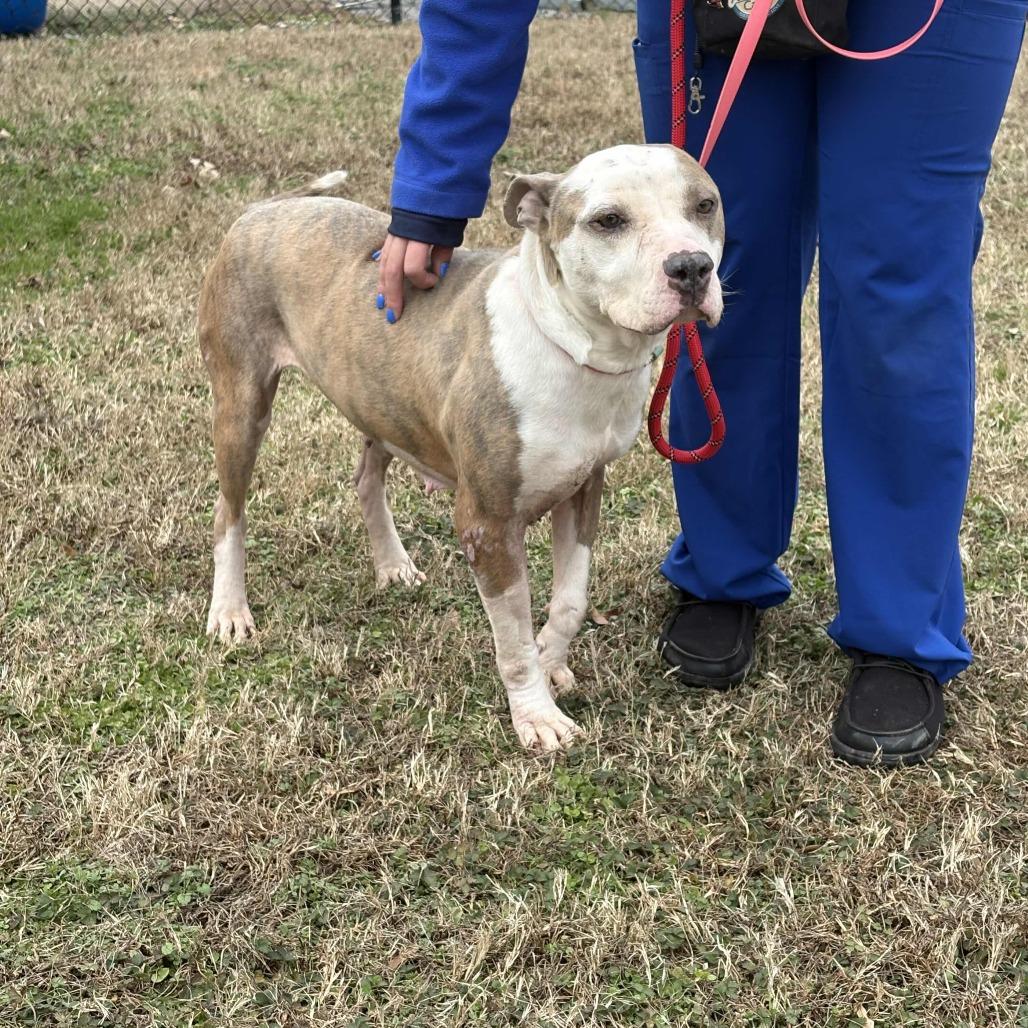 Enlarge Kamilla, a Adoptable American Staffordshire Terrier in Greenville, SC image 3/6