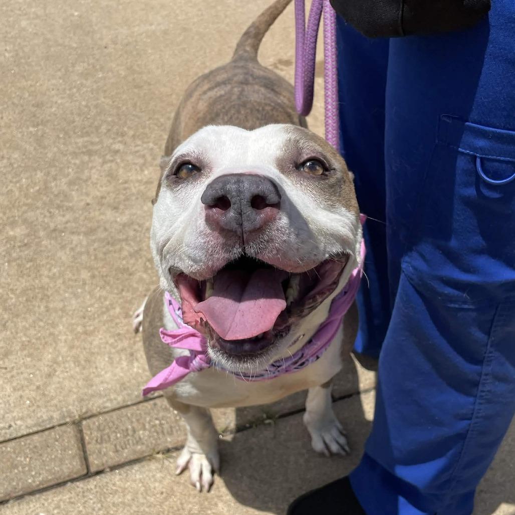 Enlarge Kamilla, a Adoptable American Staffordshire Terrier in Greenville, SC image 4/6