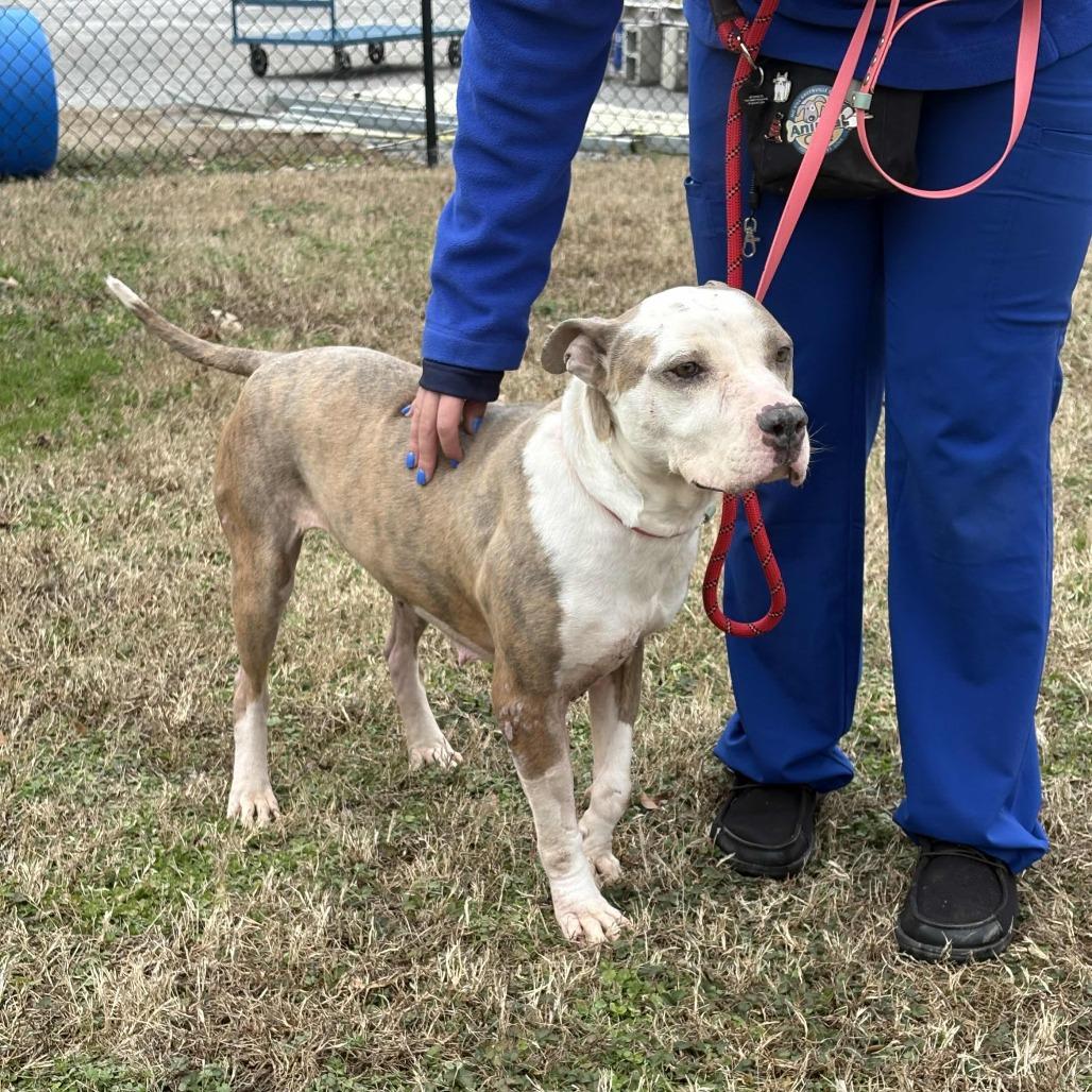 Enlarge Kamilla, a Adoptable American Staffordshire Terrier in Greenville, SC image 6/6