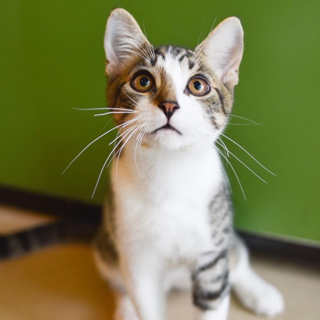 Enlarge Drizzle, a Adoptable Domestic Short Hair in Kailua Kona, HI image 1/6