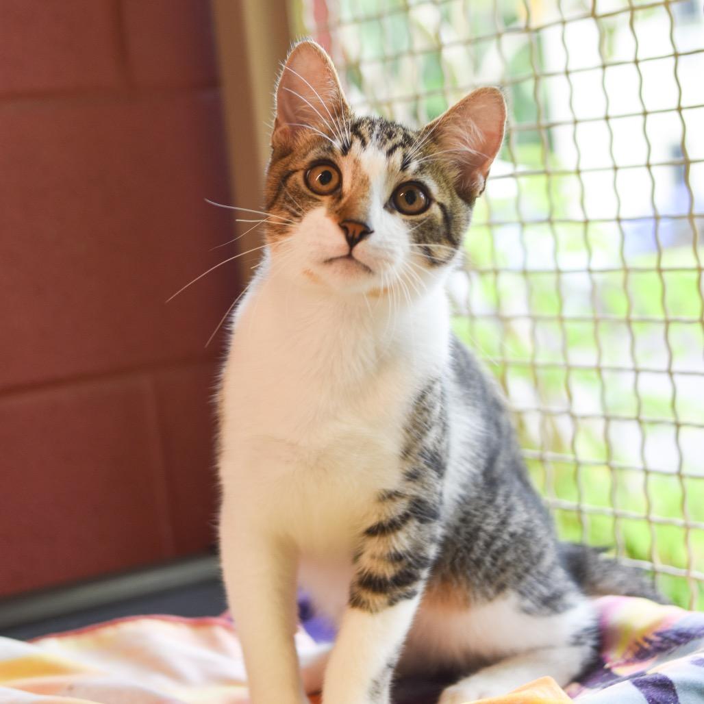 Enlarge Drizzle, a Adoptable Domestic Short Hair in Kailua Kona, HI image 2/6