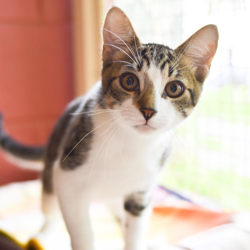 Enlarge Drizzle, a Adoptable Domestic Short Hair in Kailua Kona, HI image 3/6