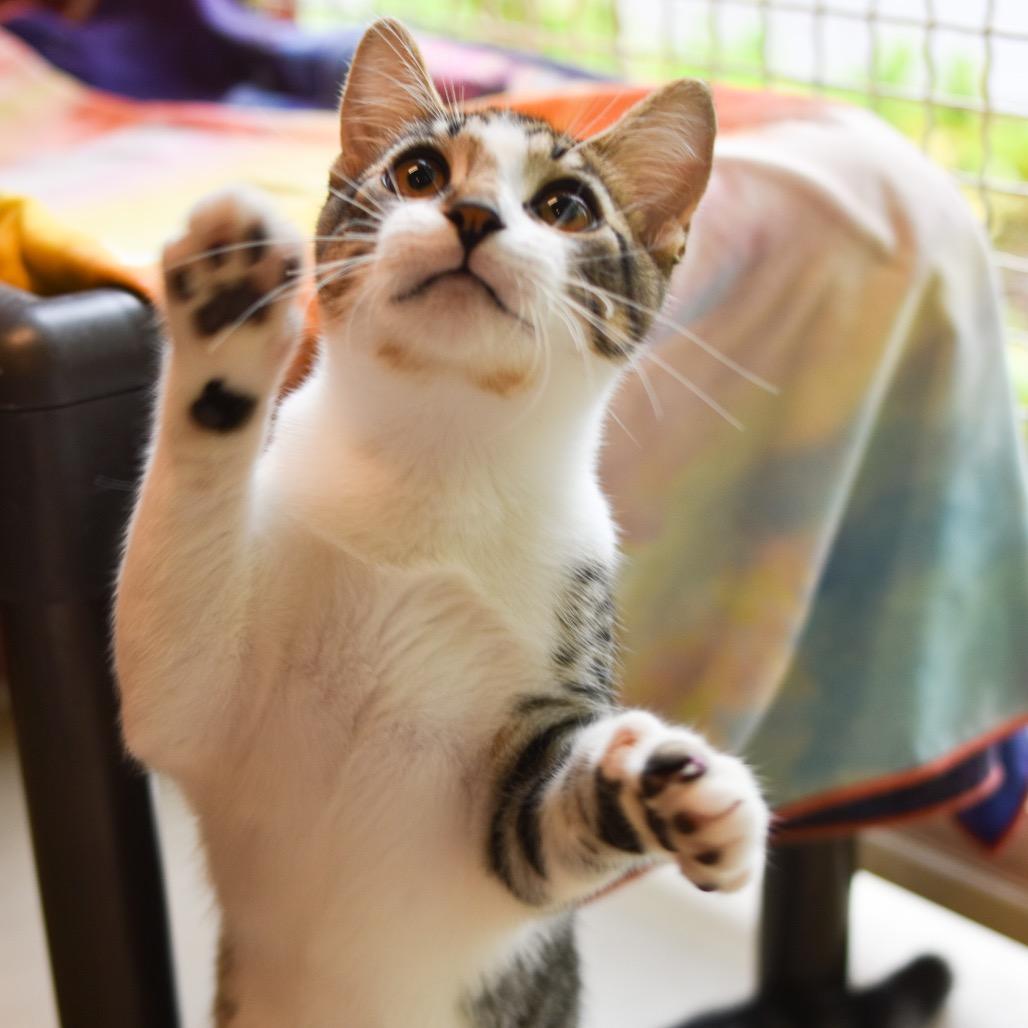 Enlarge Drizzle, a Adoptable Domestic Short Hair in Kailua Kona, HI image 4/6