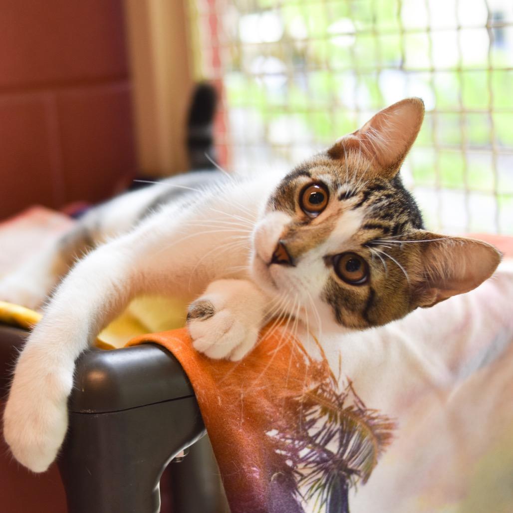 Enlarge Drizzle, a Adoptable Domestic Short Hair in Kailua Kona, HI image 5/6