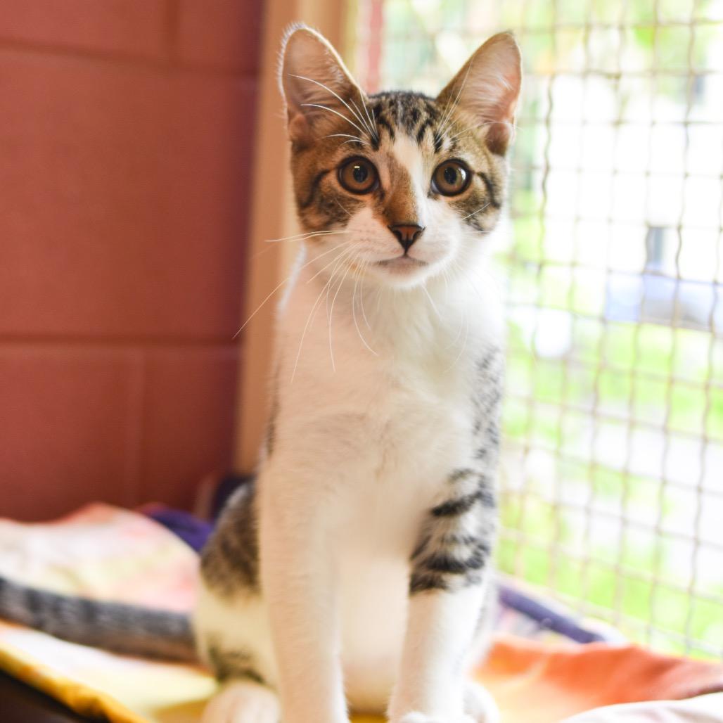 Enlarge Drizzle, a Adoptable Domestic Short Hair in Kailua Kona, HI image 6/6