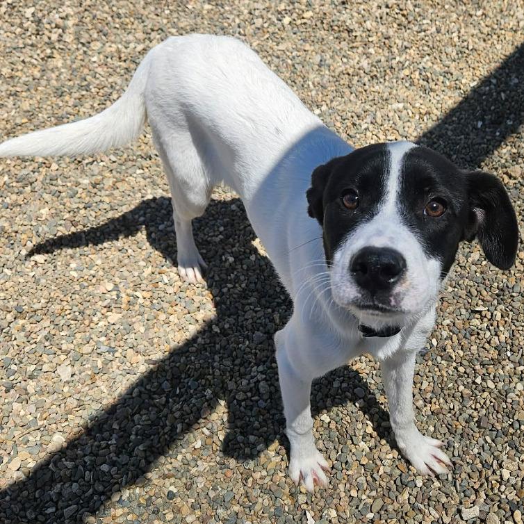 Moo, ADOPTABLE, Young Female Mixed Breed.