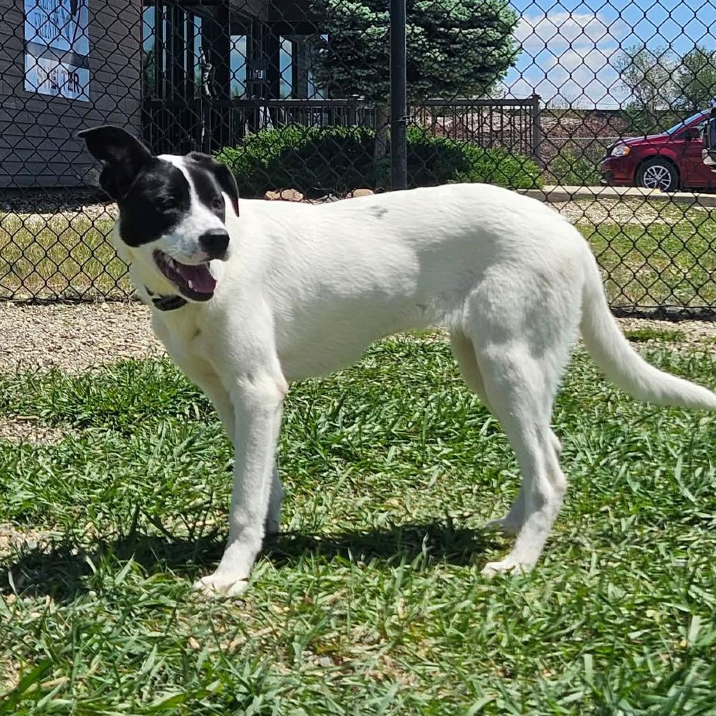 Enlarge Moo, an adopted mixed breed in Monticello, IA image 2/6