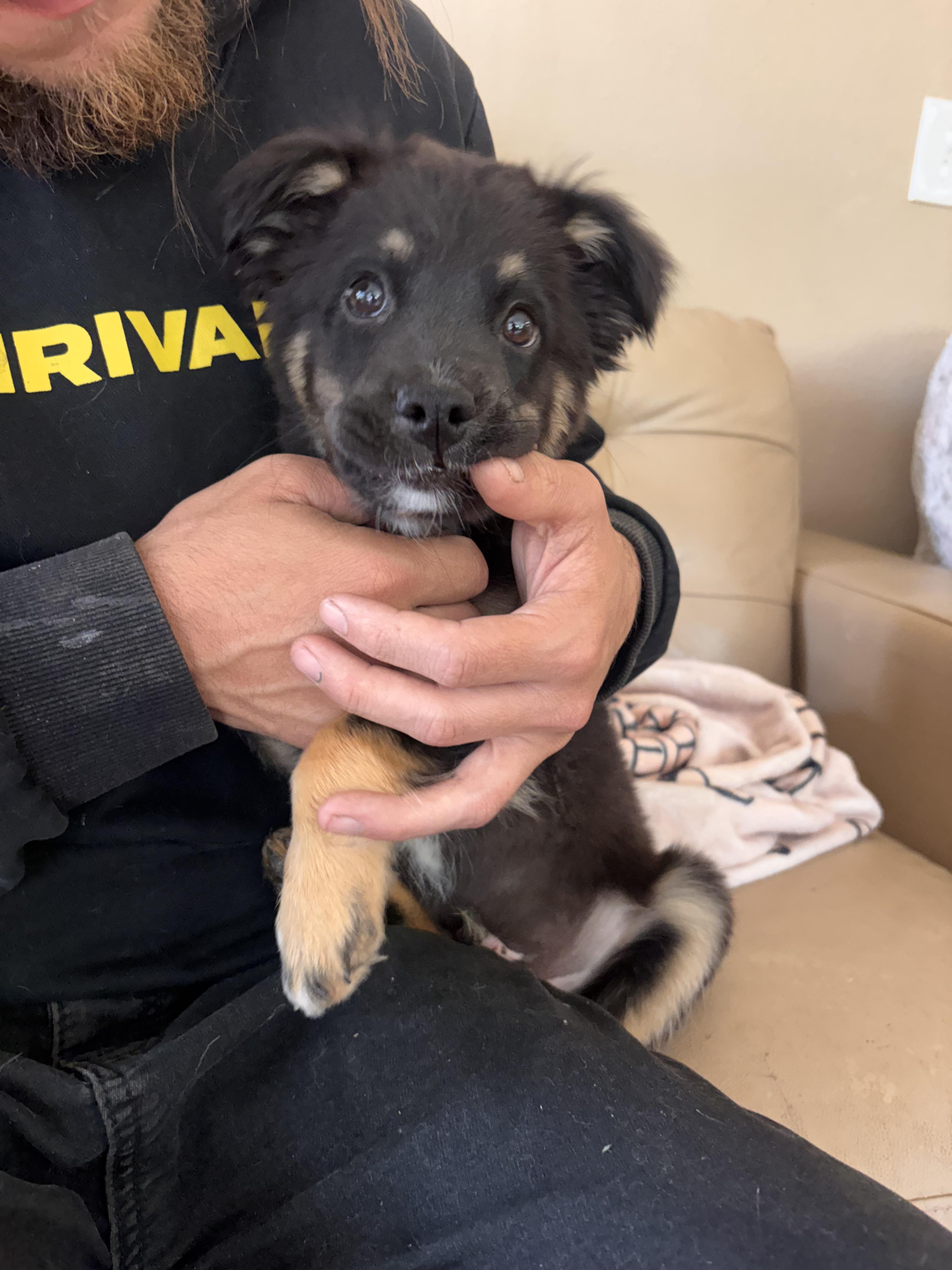 Lucky, ADOPTABLE, Puppy Male Terrier & Yorkshire Terrier.