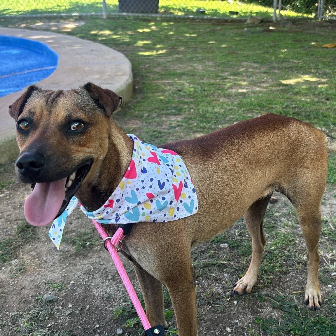 Enlarge Sissi, a Adoptable mixed breed in Philadelphia, PA image 5/6