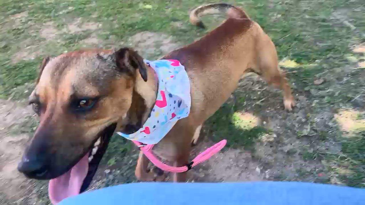 Enlarge Sissi, a Adoptable mixed breed in Philadelphia, PA video 3/6