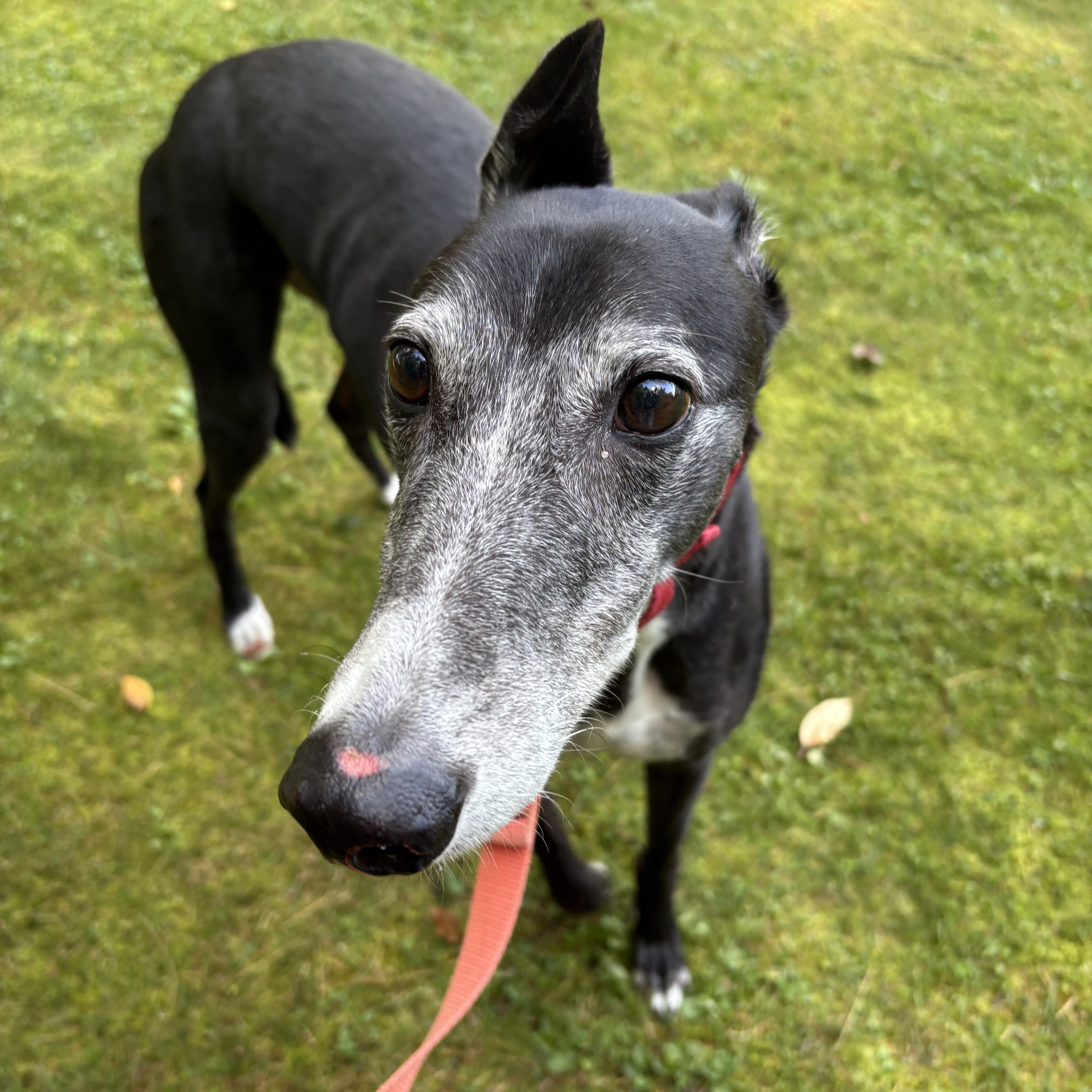 Enlarge Finnegan, a Adoptable Greyhound in Swanzey, NH image 3/4