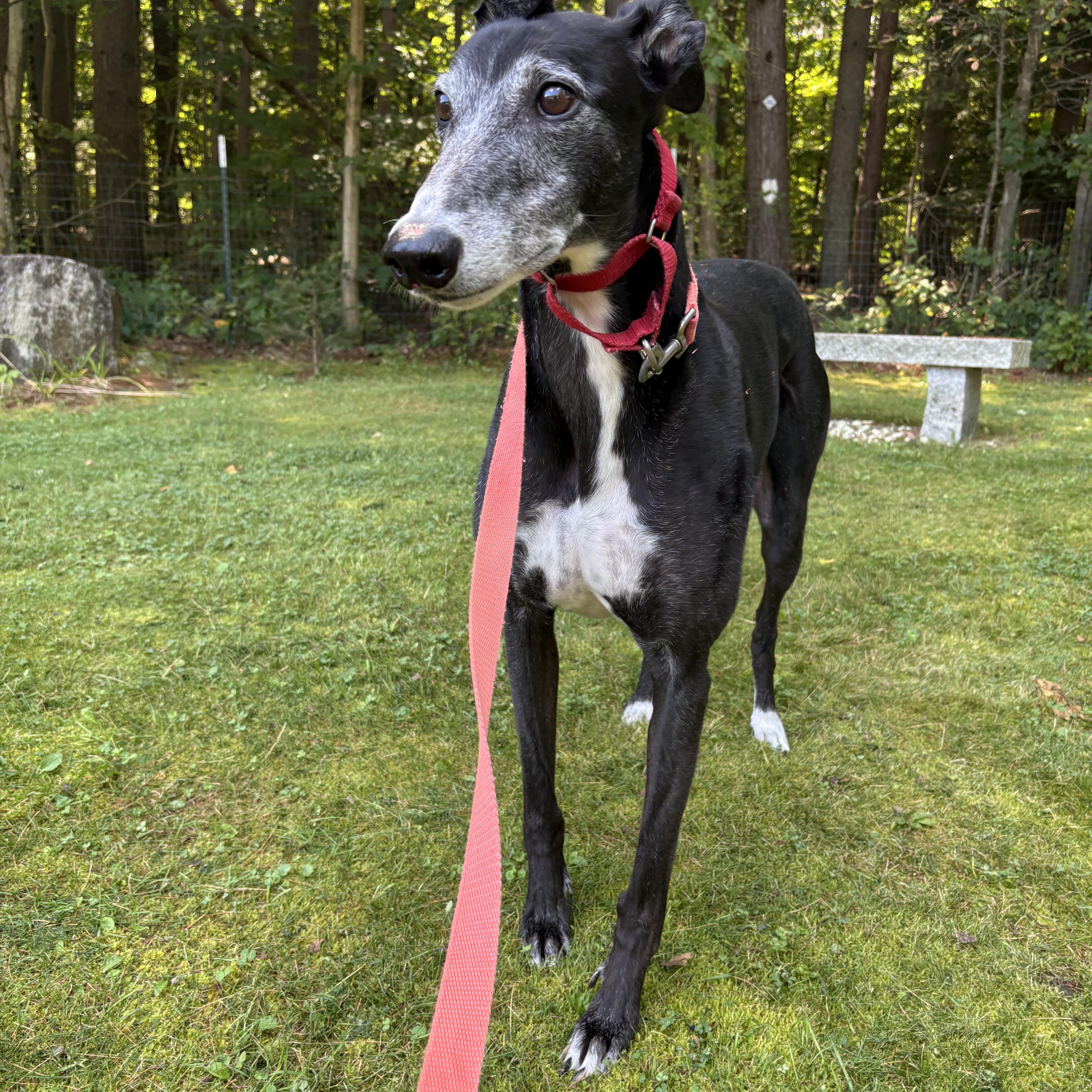 Enlarge Finnegan, a Adoptable Greyhound in Swanzey, NH image 4/4