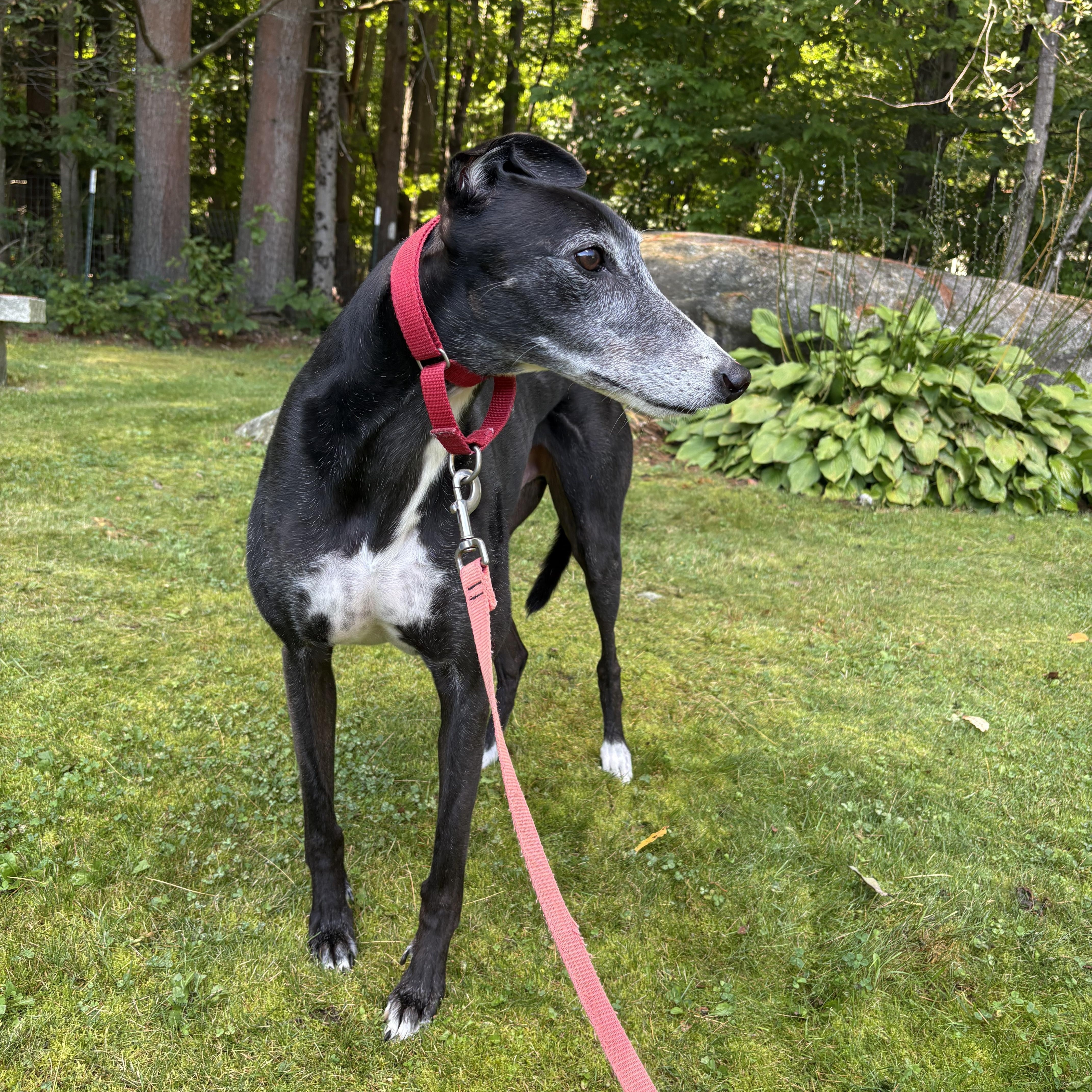 Enlarge Finnegan, a Adoptable Greyhound in Swanzey, NH image 2/4