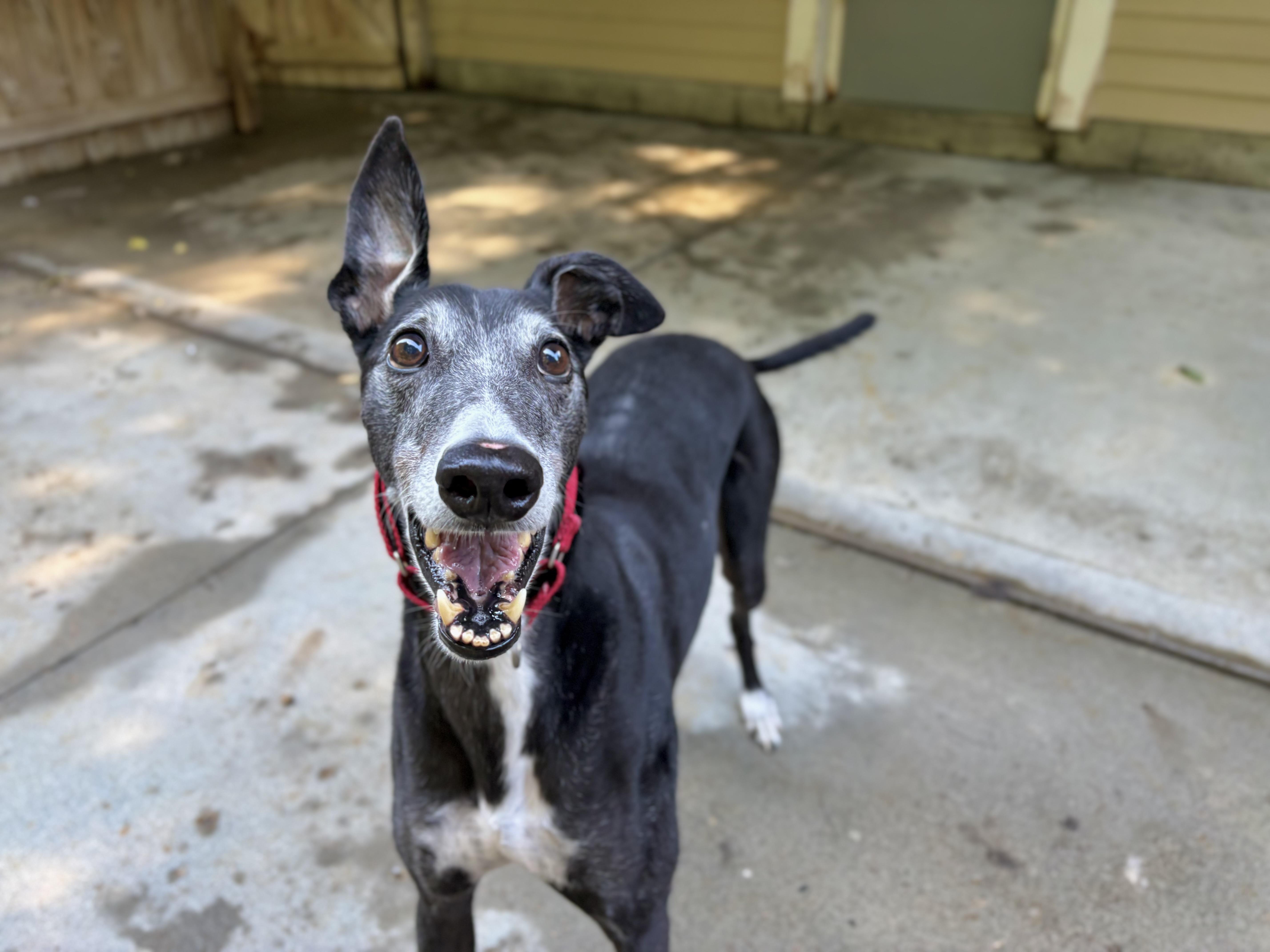 Finnegan, Adoptable, Adult Male Greyhound.