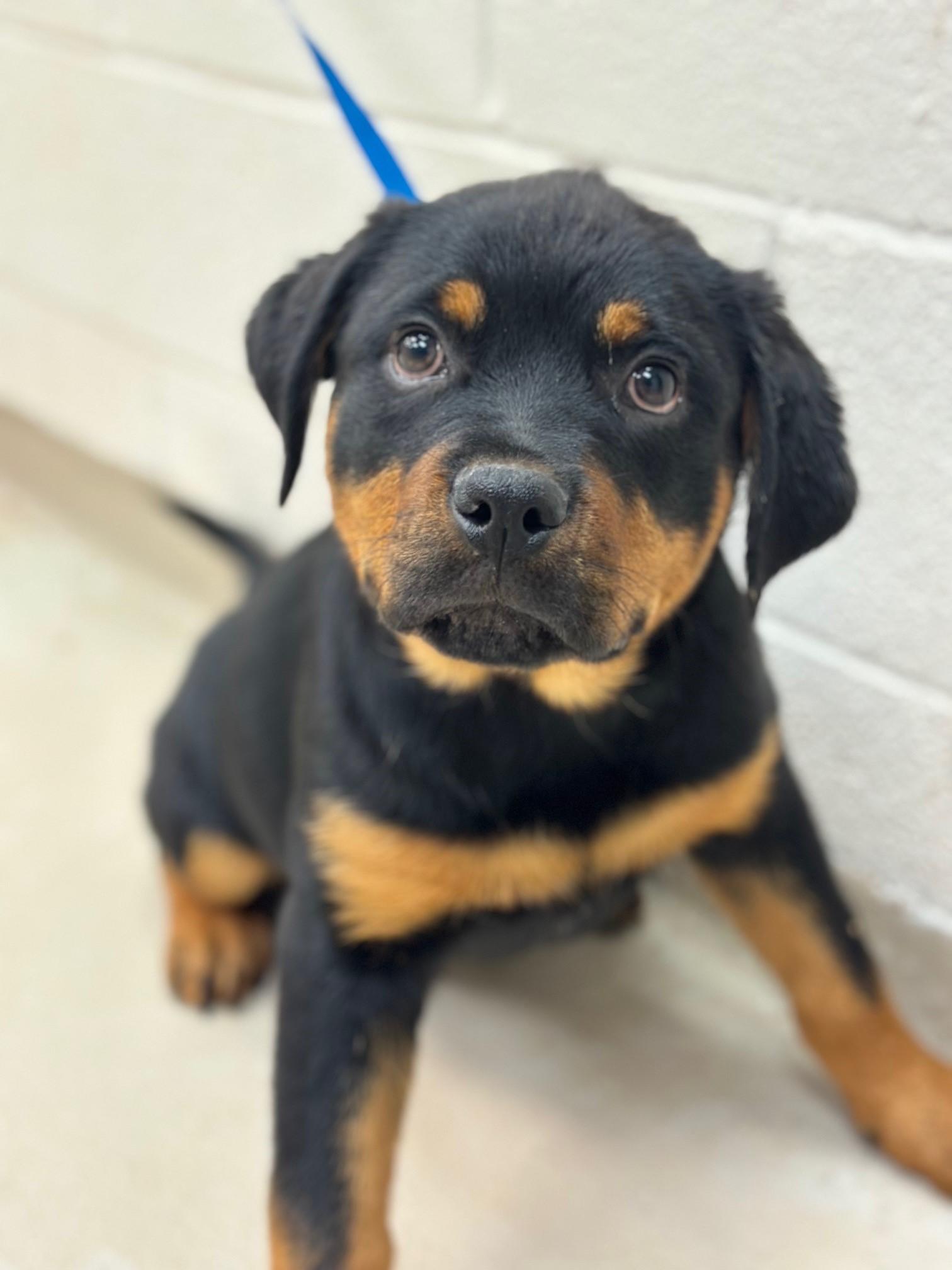 Enlarge BISCUIT and TOAST, a Adopted Rottweiler in Chapel Hill, NC image 5/6