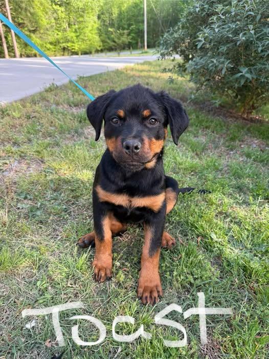 Enlarge BISCUIT and TOAST, a Adopted Rottweiler in Chapel Hill, NC image 3/6