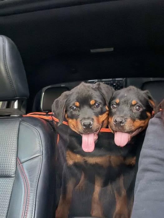 Enlarge BISCUIT and TOAST, a Adopted Rottweiler in Chapel Hill, NC image 1/6