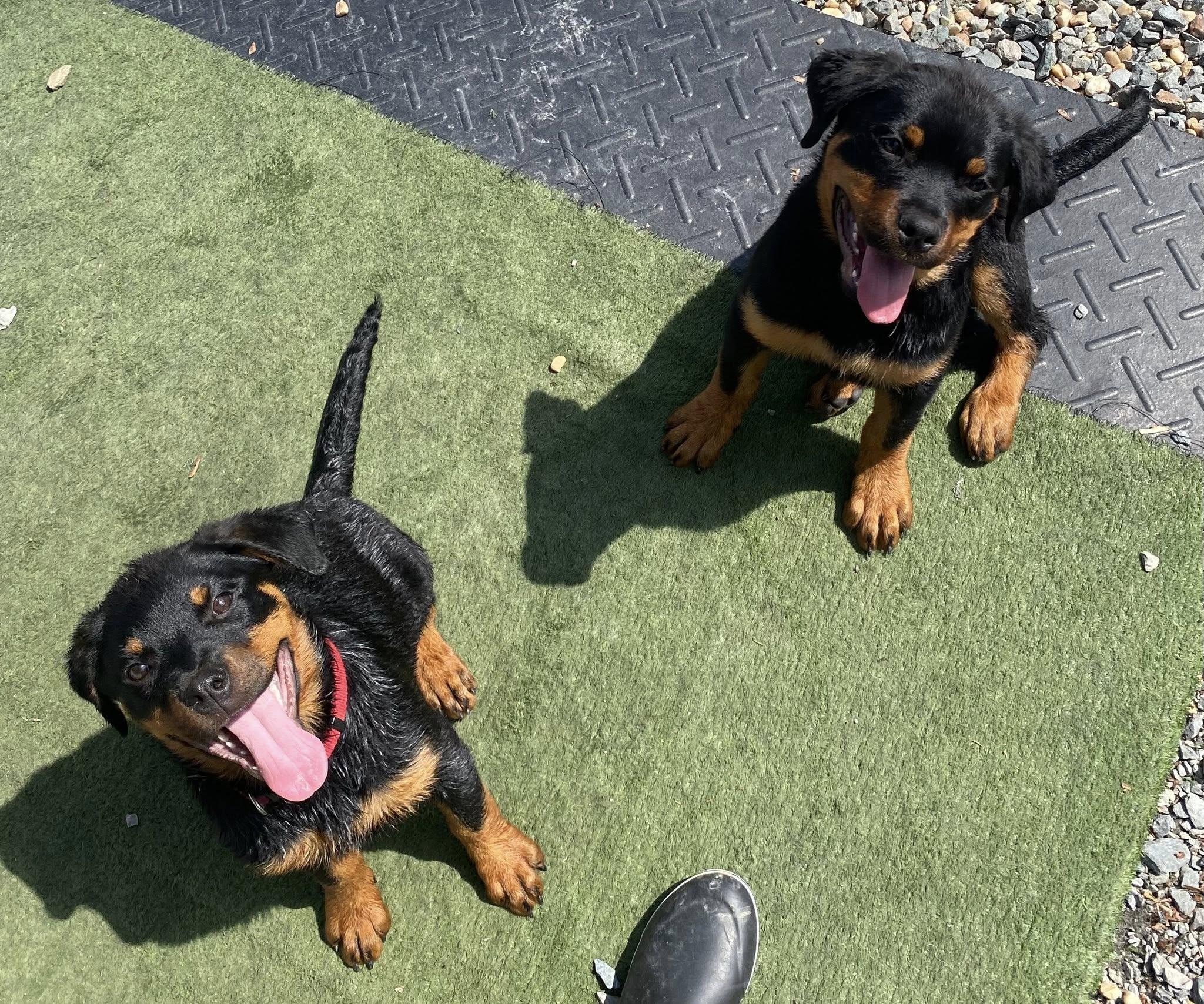 Enlarge BISCUIT and TOAST, a Adopted Rottweiler in Chapel Hill, NC image 6/6