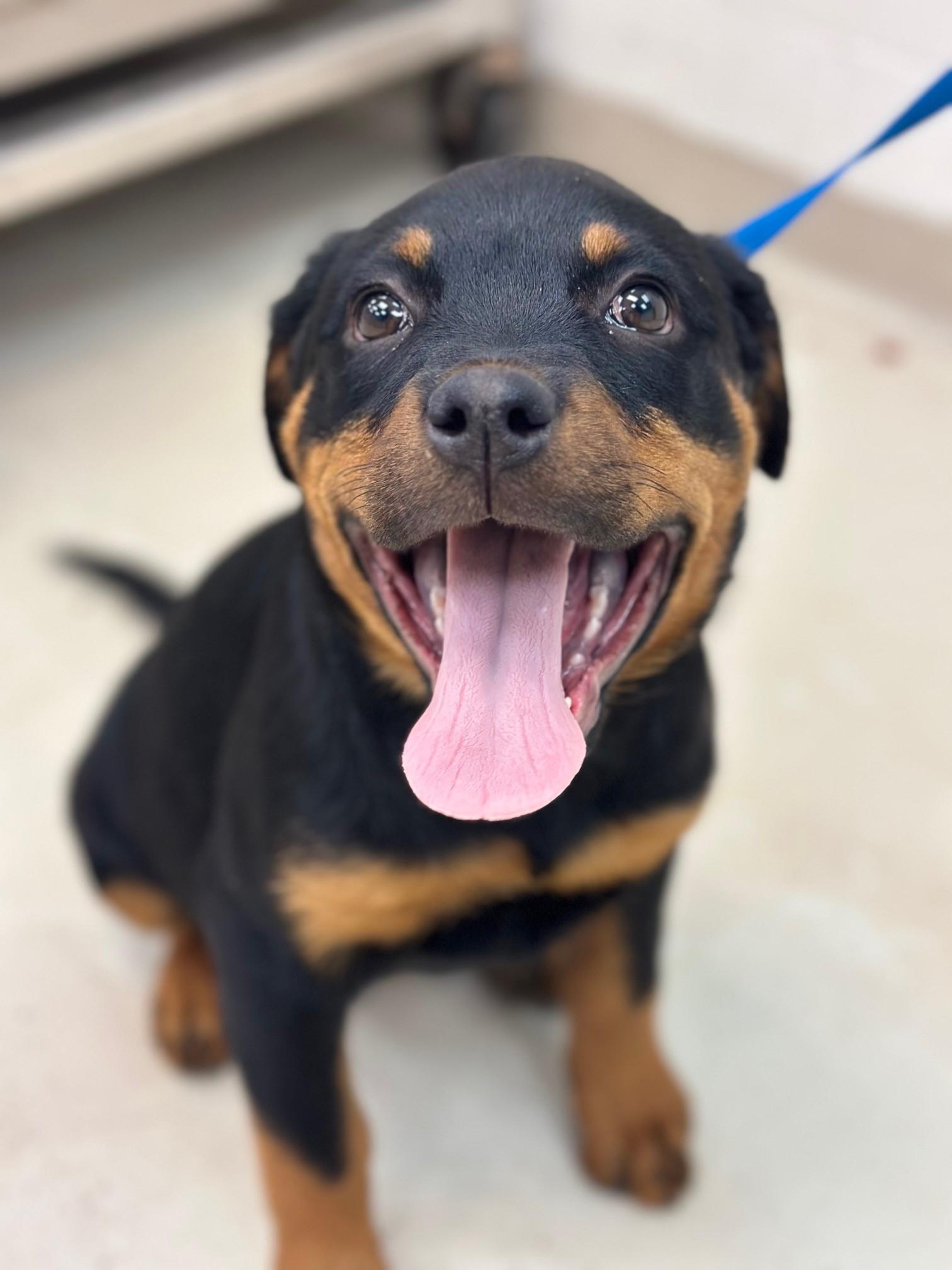 Enlarge BISCUIT and TOAST, a Adopted Rottweiler in Chapel Hill, NC image 4/6