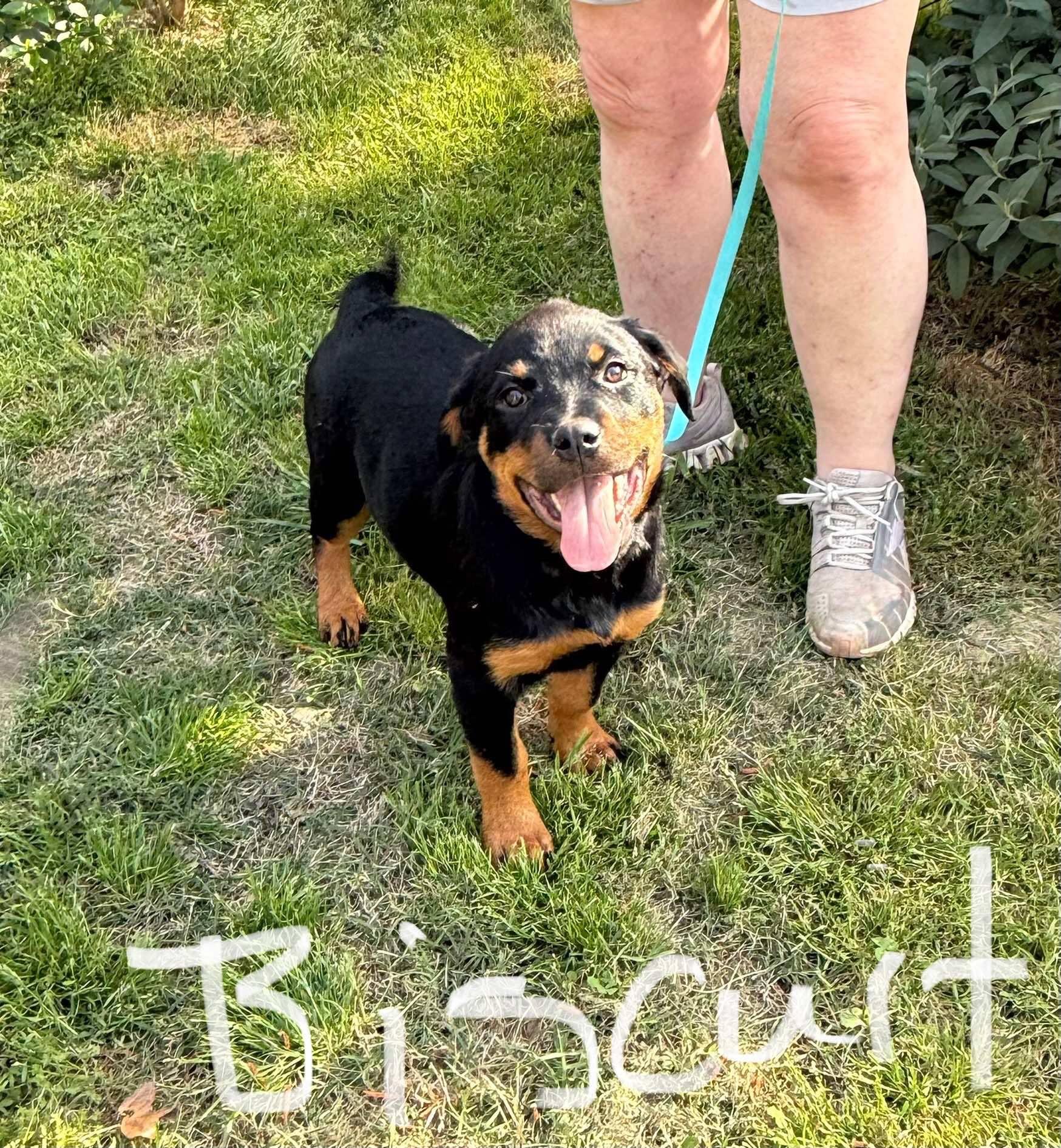 Enlarge BISCUIT and TOAST, a Adopted Rottweiler in Chapel Hill, NC image 2/6
