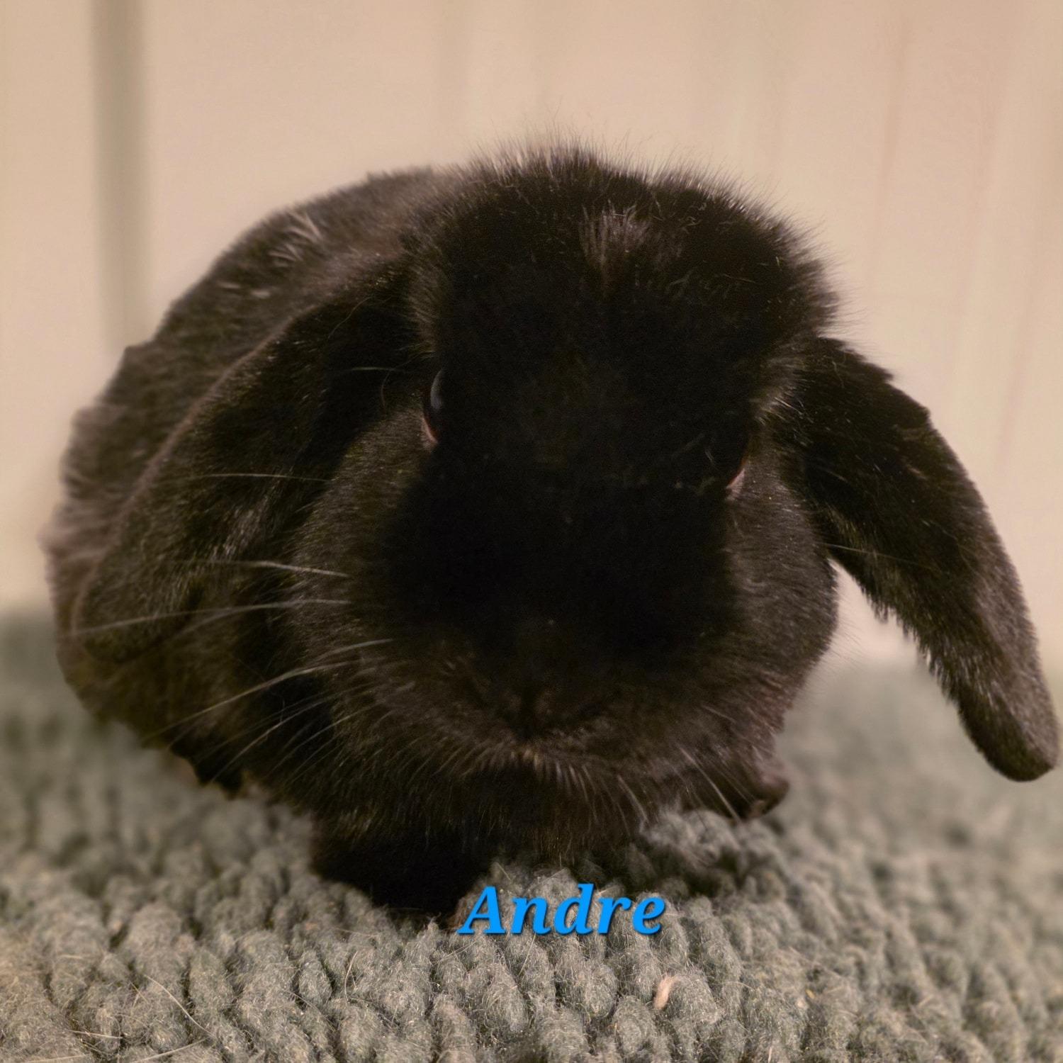 Andre, ADOPTABLE, Adult Male Mini Lop.