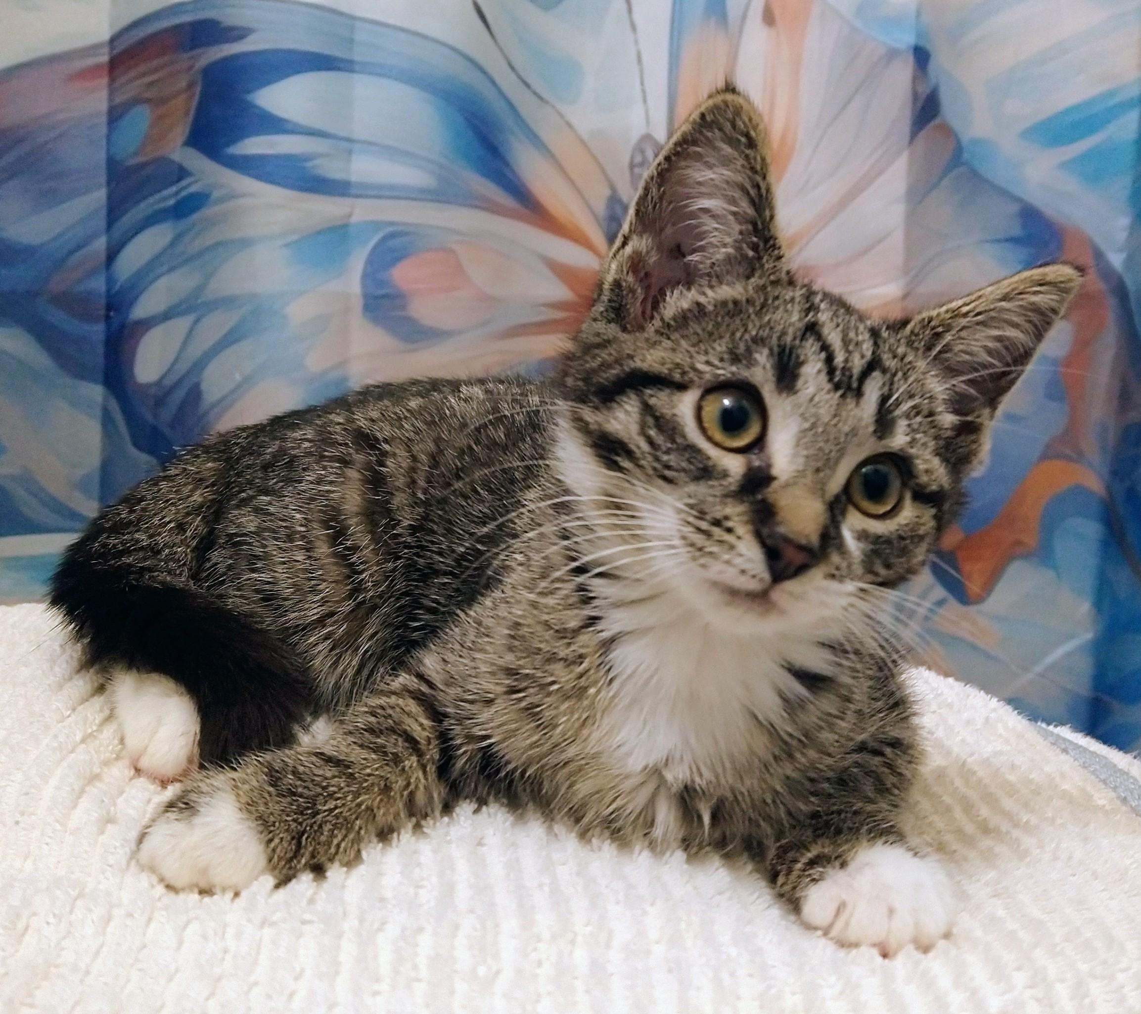 Janis Joplin, ADOPTABLE, Kitten Female Domestic Short Hair.