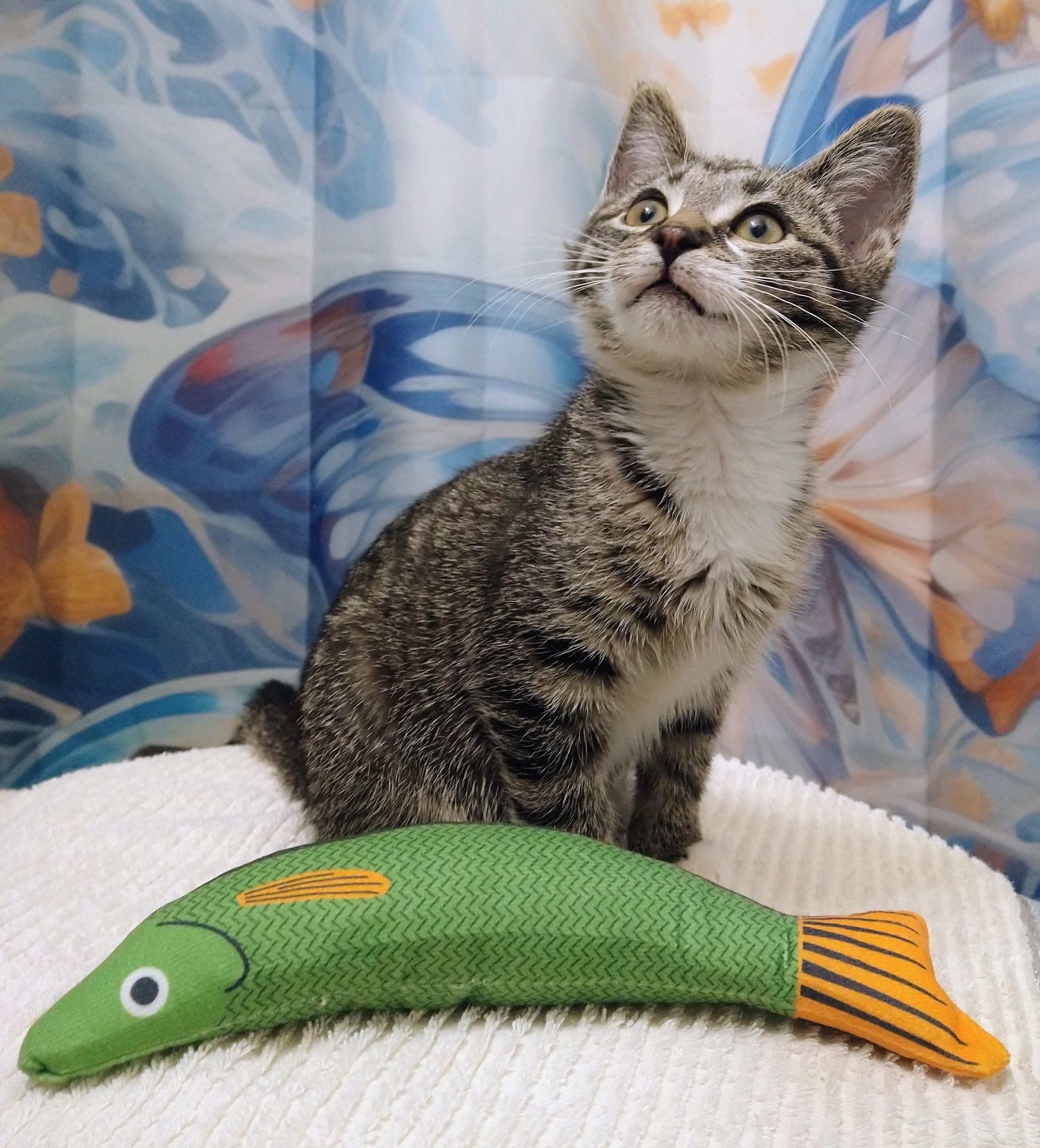 Enlarge Janis Joplin, a ADOPTABLE Domestic Short Hair in Philadelphia, PA image 3/6