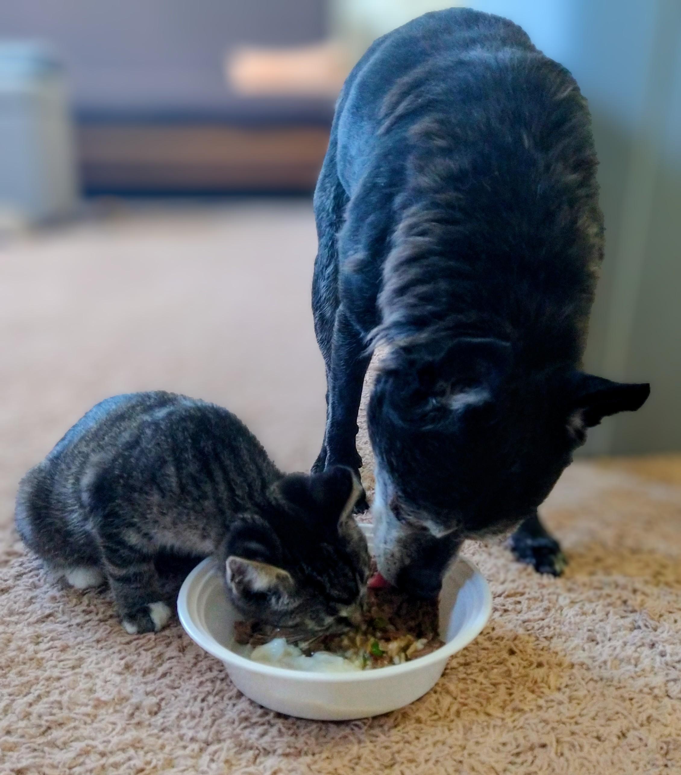 Enlarge Janis Joplin, a ADOPTABLE Domestic Short Hair in Philadelphia, PA image 6/6