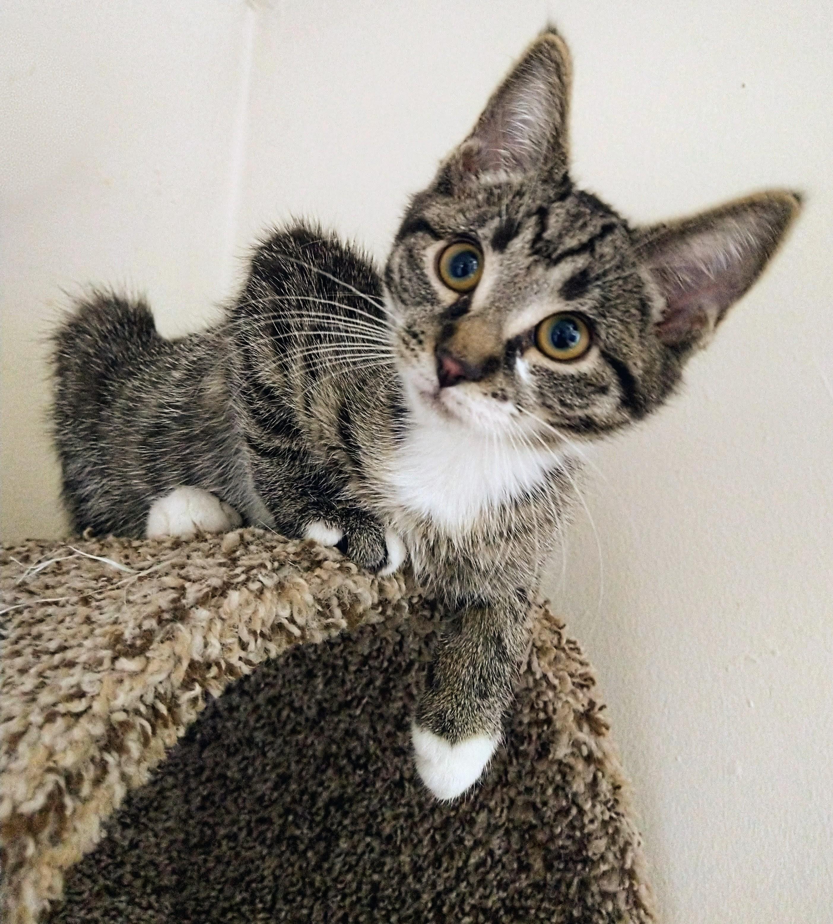 Enlarge Janis Joplin, a ADOPTABLE Domestic Short Hair in Philadelphia, PA image 5/6