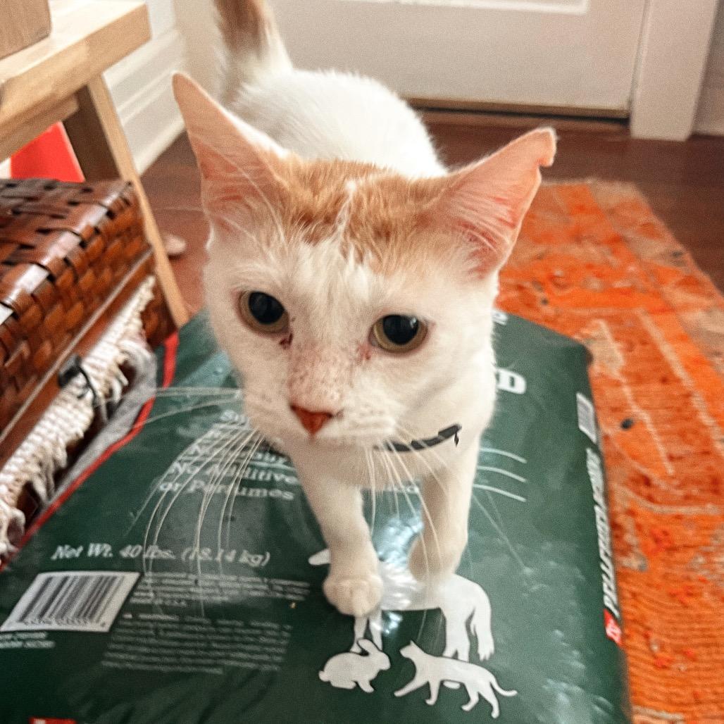 Enlarge DENALI, a Adoptable Domestic Short Hair in San Antonio, TX image 2/4