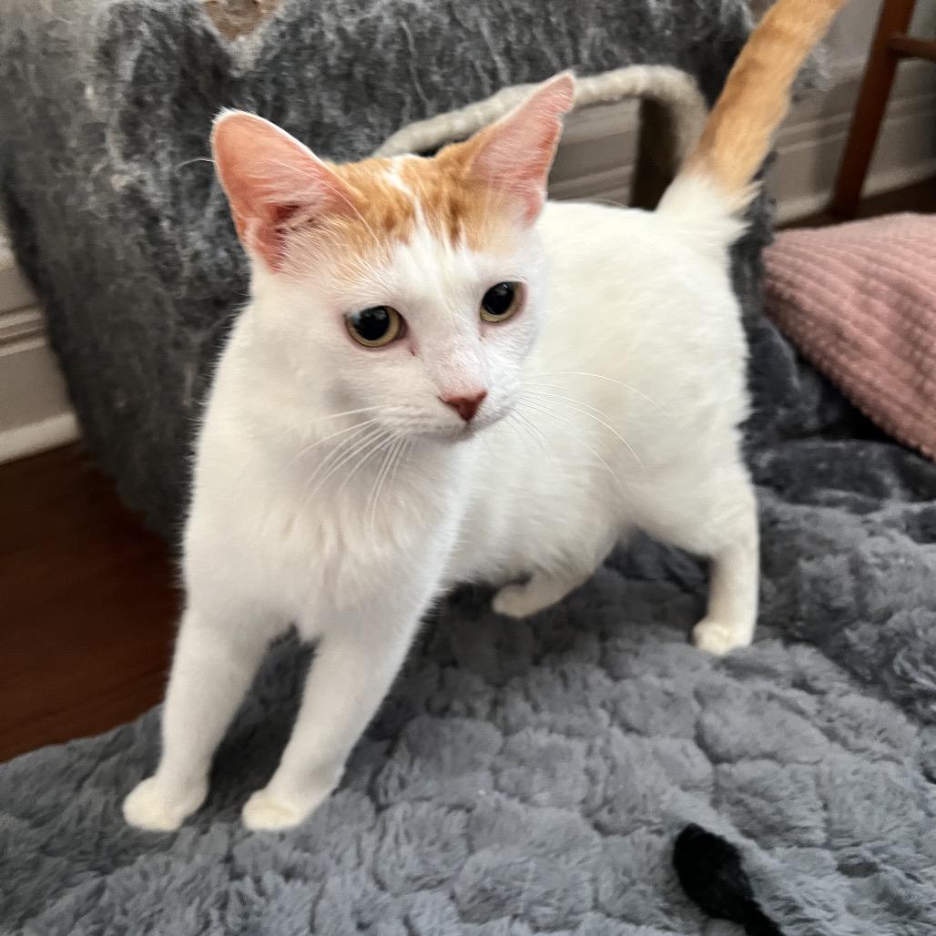 Enlarge DENALI, a Adoptable Domestic Short Hair in San Antonio, TX image 3/4