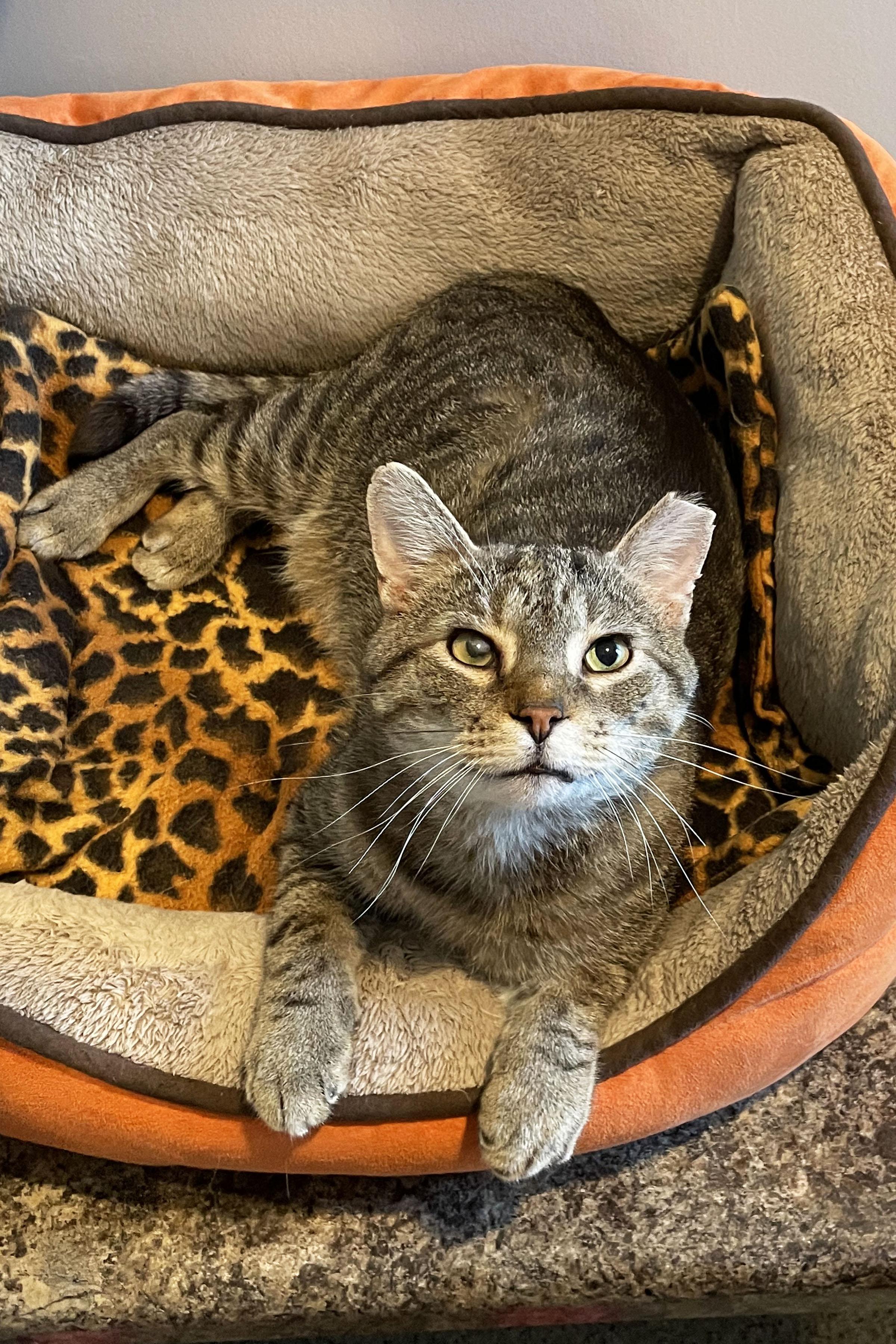 Marvin, adoptable, Adult Male Domestic Short Hair.