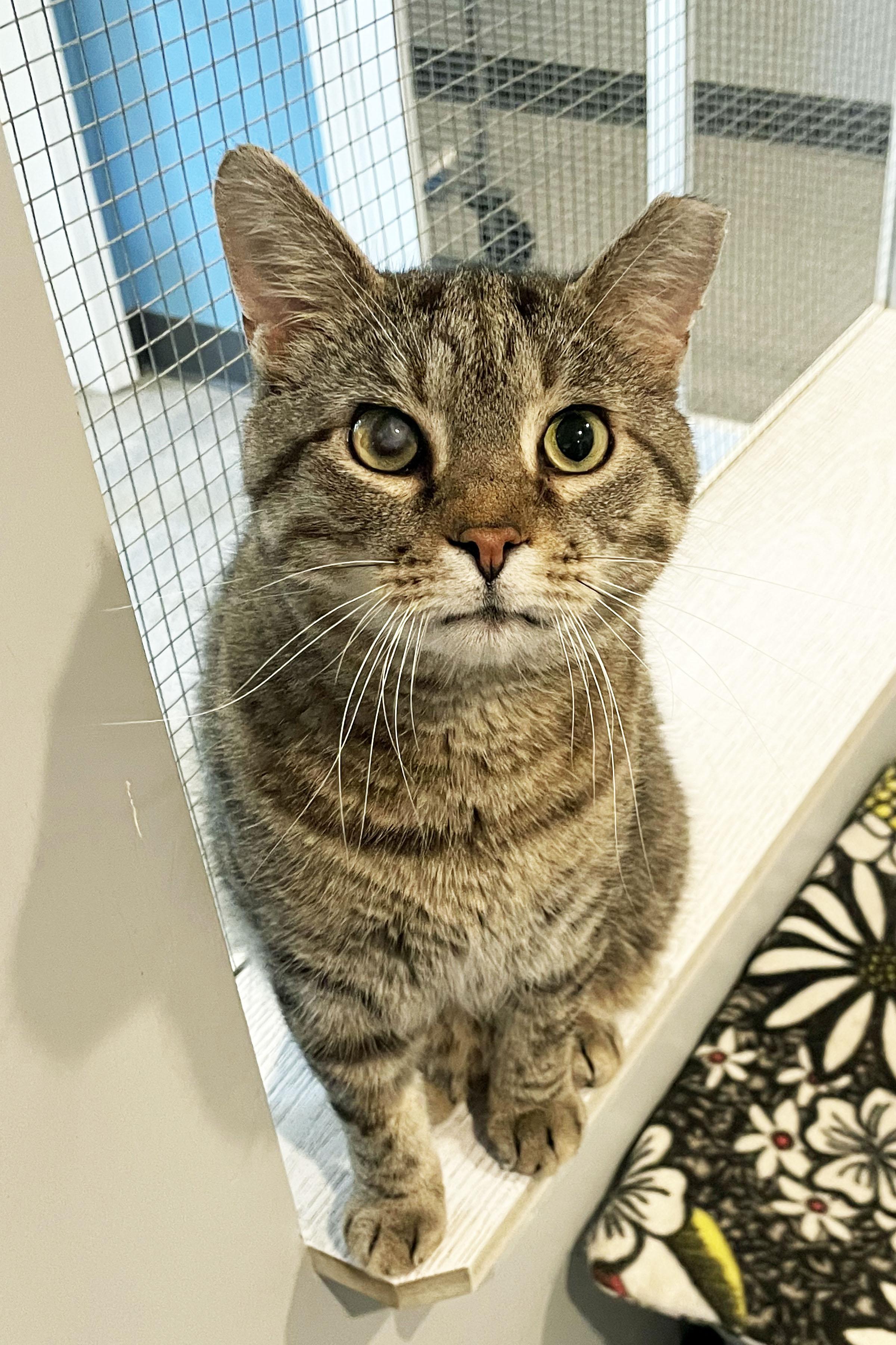 Marvin, an adoptable Domestic Short Hair in Lincoln, NE image 2/3