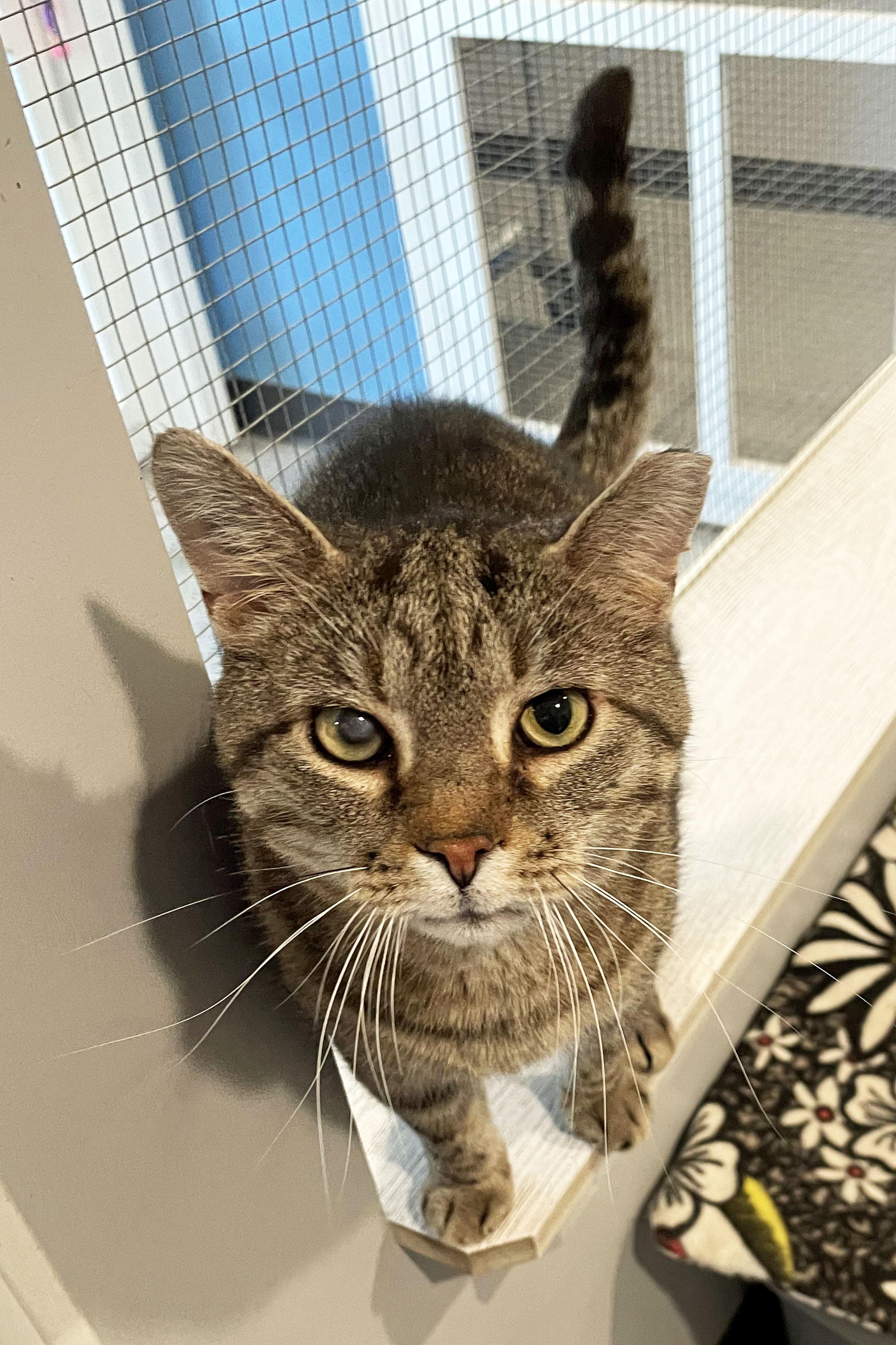 Marvin, an adoptable Domestic Short Hair in Lincoln, NE image 3/3