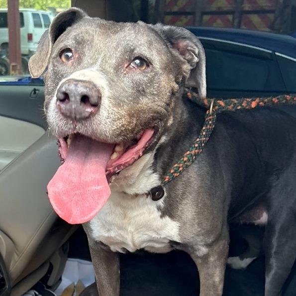 Gretchen, a Adoptable mixed breed in Cleveland, TX image 1/3