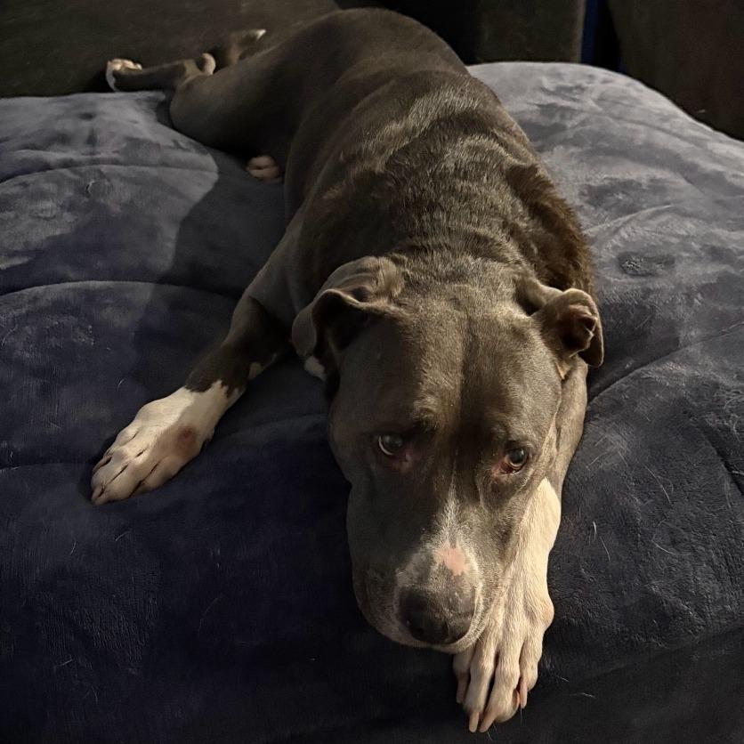 Gretchen, a Adoptable mixed breed in Cleveland, TX image 2/3