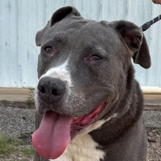 Gretchen, a Adoptable mixed breed in Cleveland, TX image 3/3