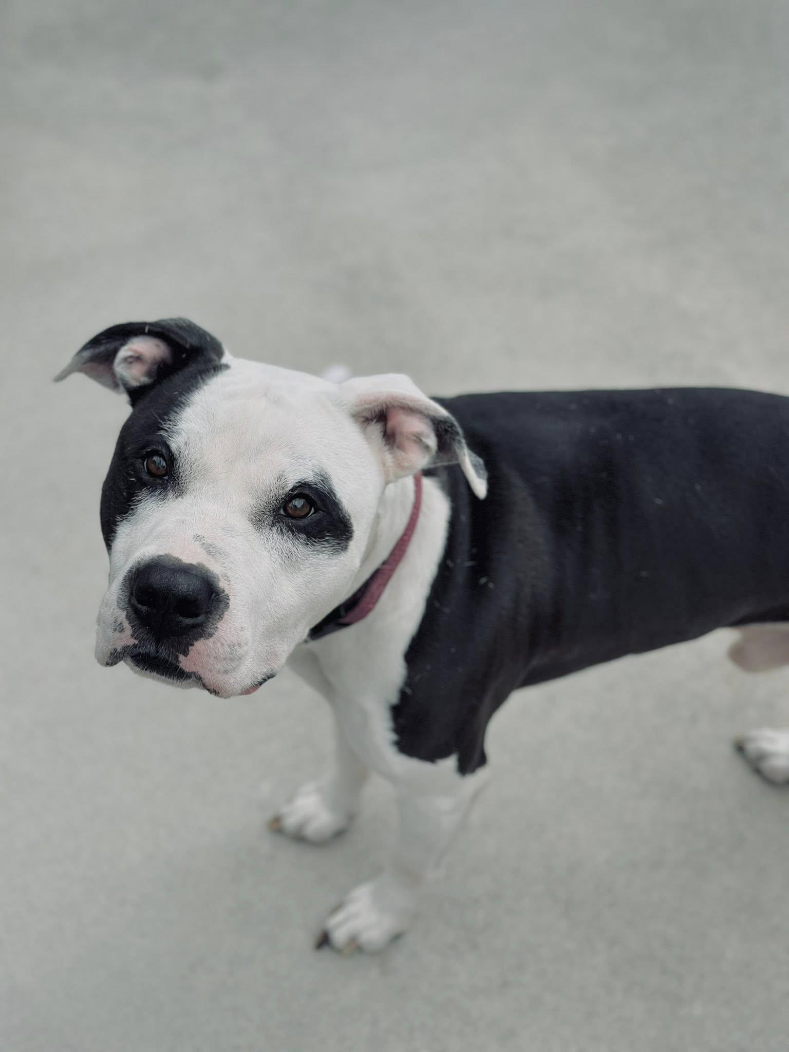 Captain, a Adoptable Pit Bull Terrier in Fremont, MI image 1/2
