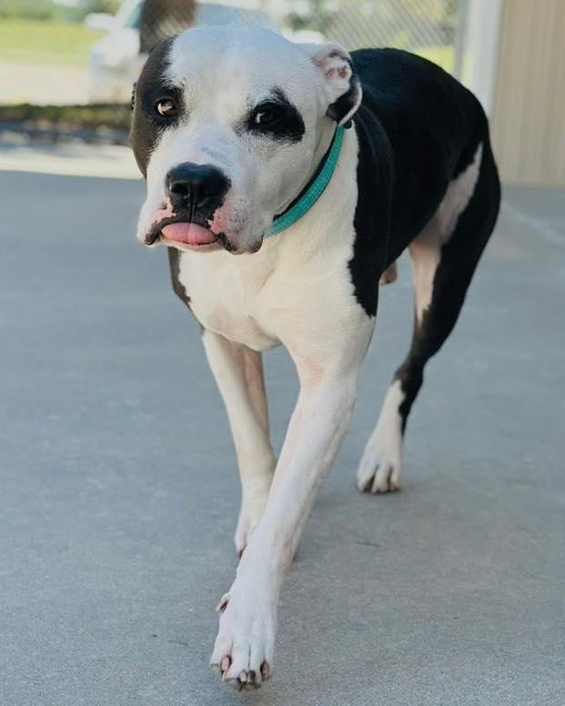 Captain, a Adoptable Pit Bull Terrier in Fremont, MI image 2/2